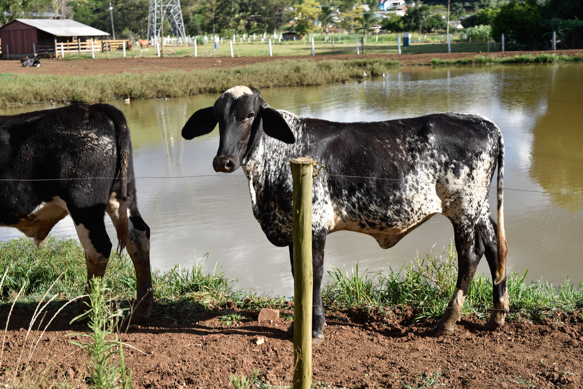 Girolando, Brasilian dairy cow