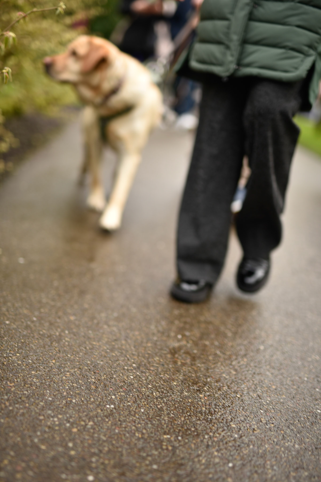 dogs were welcome!