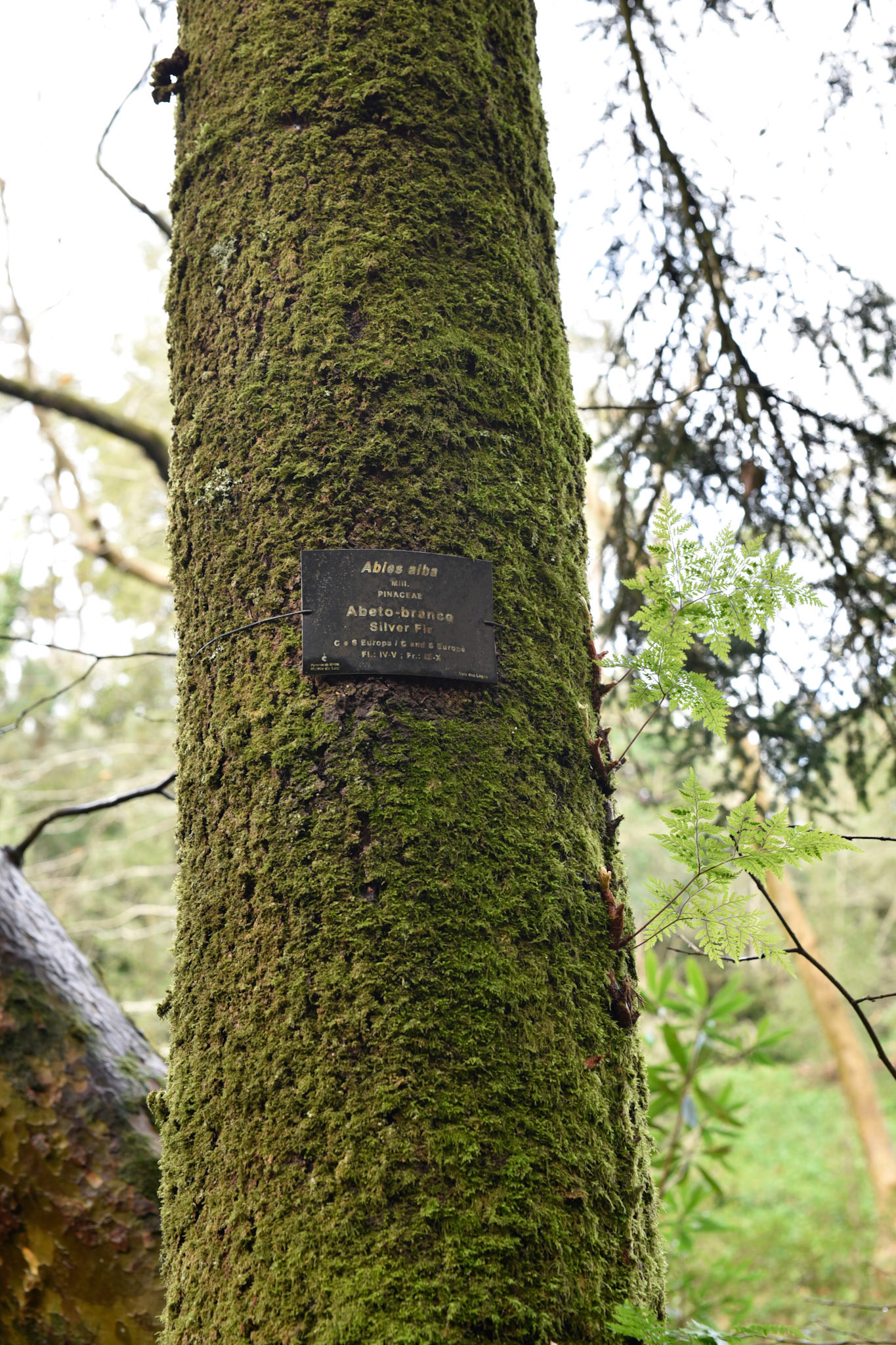 Silver Fir