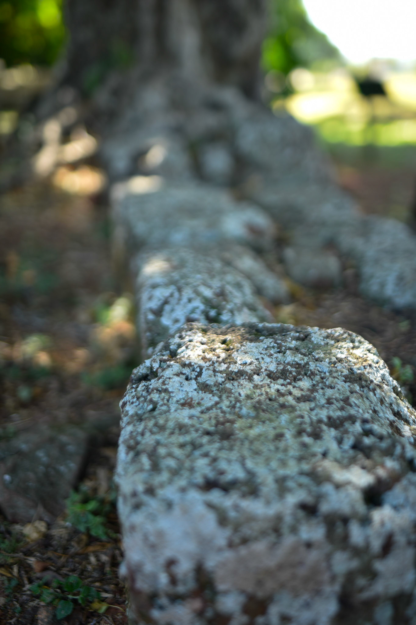 lichen on the stones