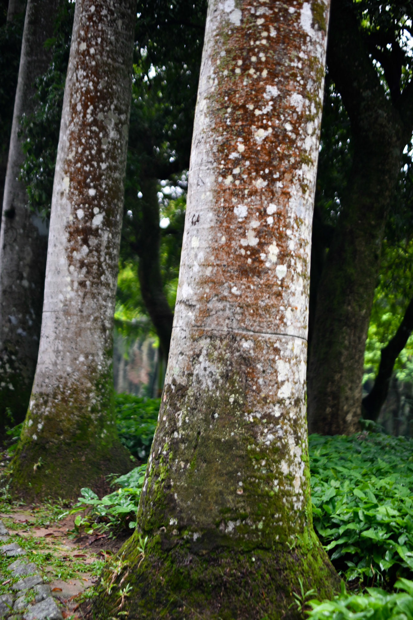 massive trunks of the palms