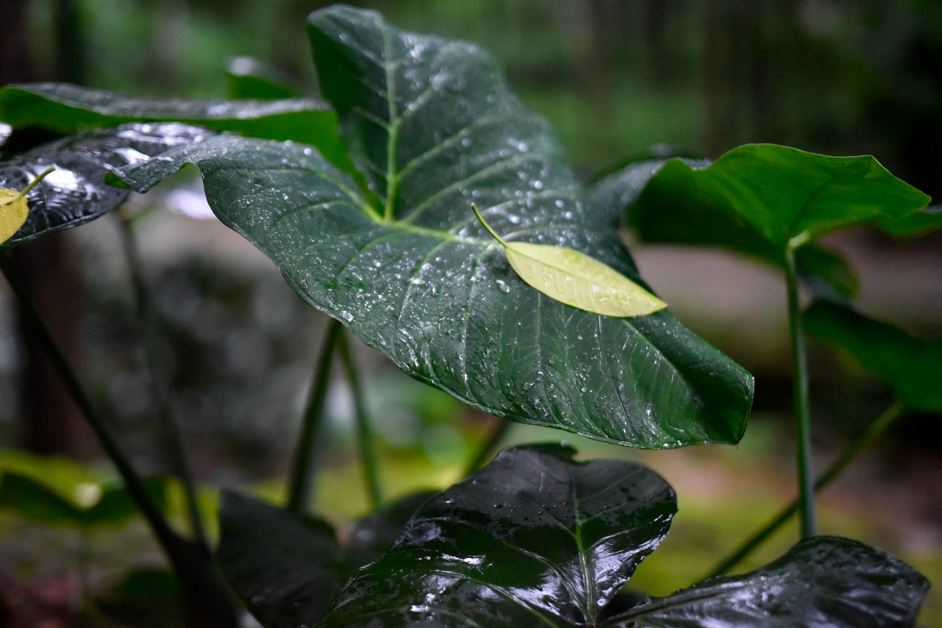 elephant ears and rain