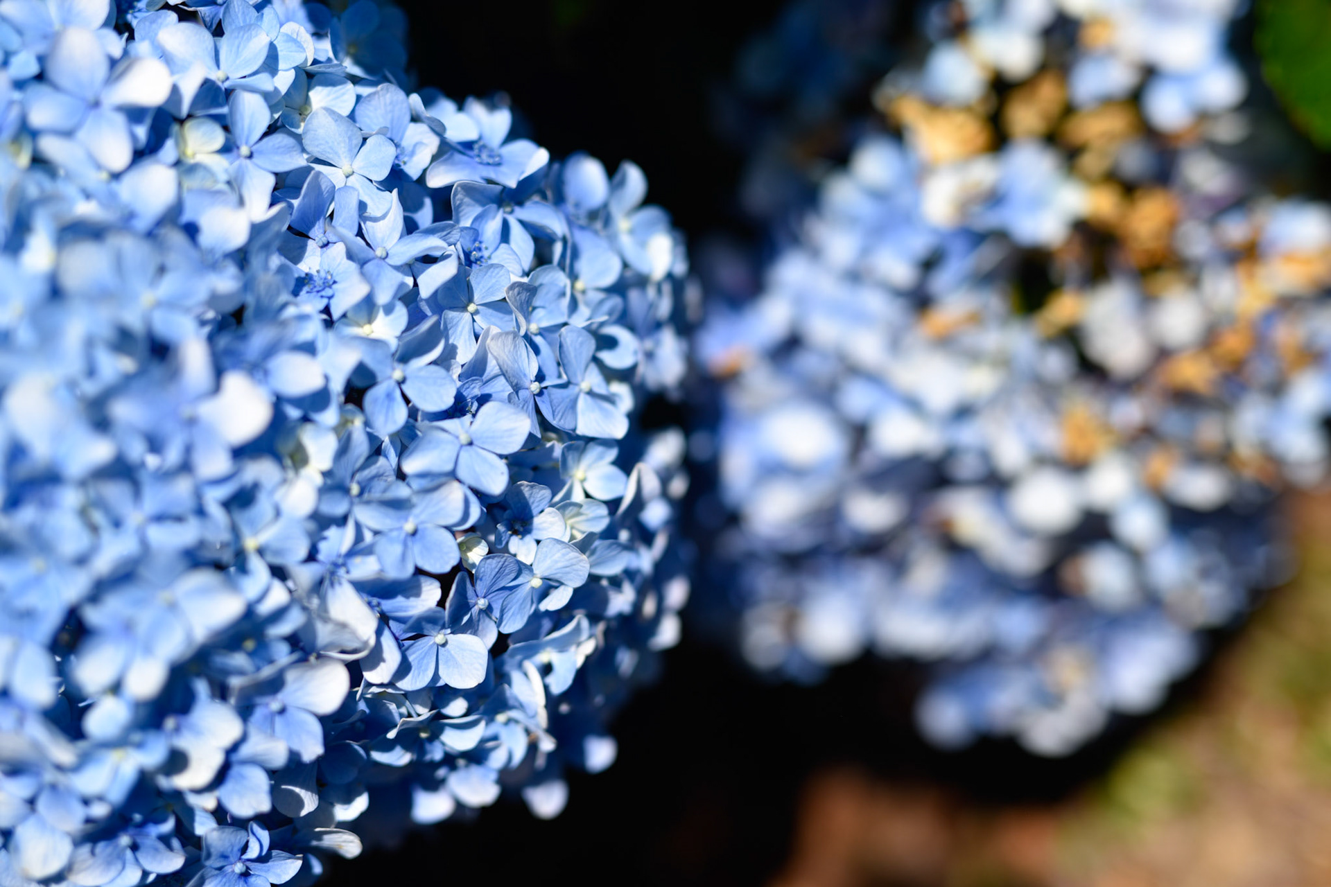 more hydrangeas