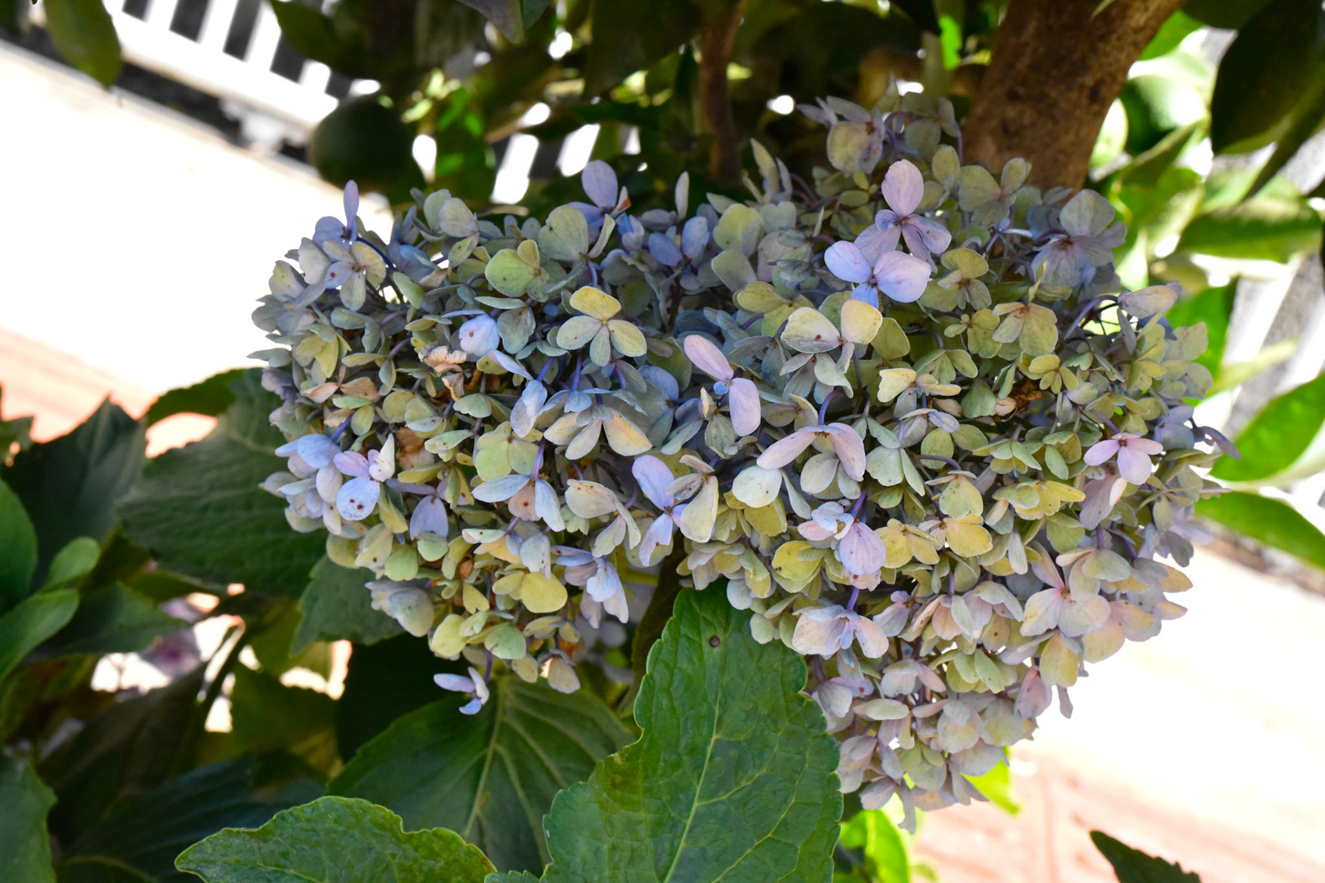 Hydrangeas in December