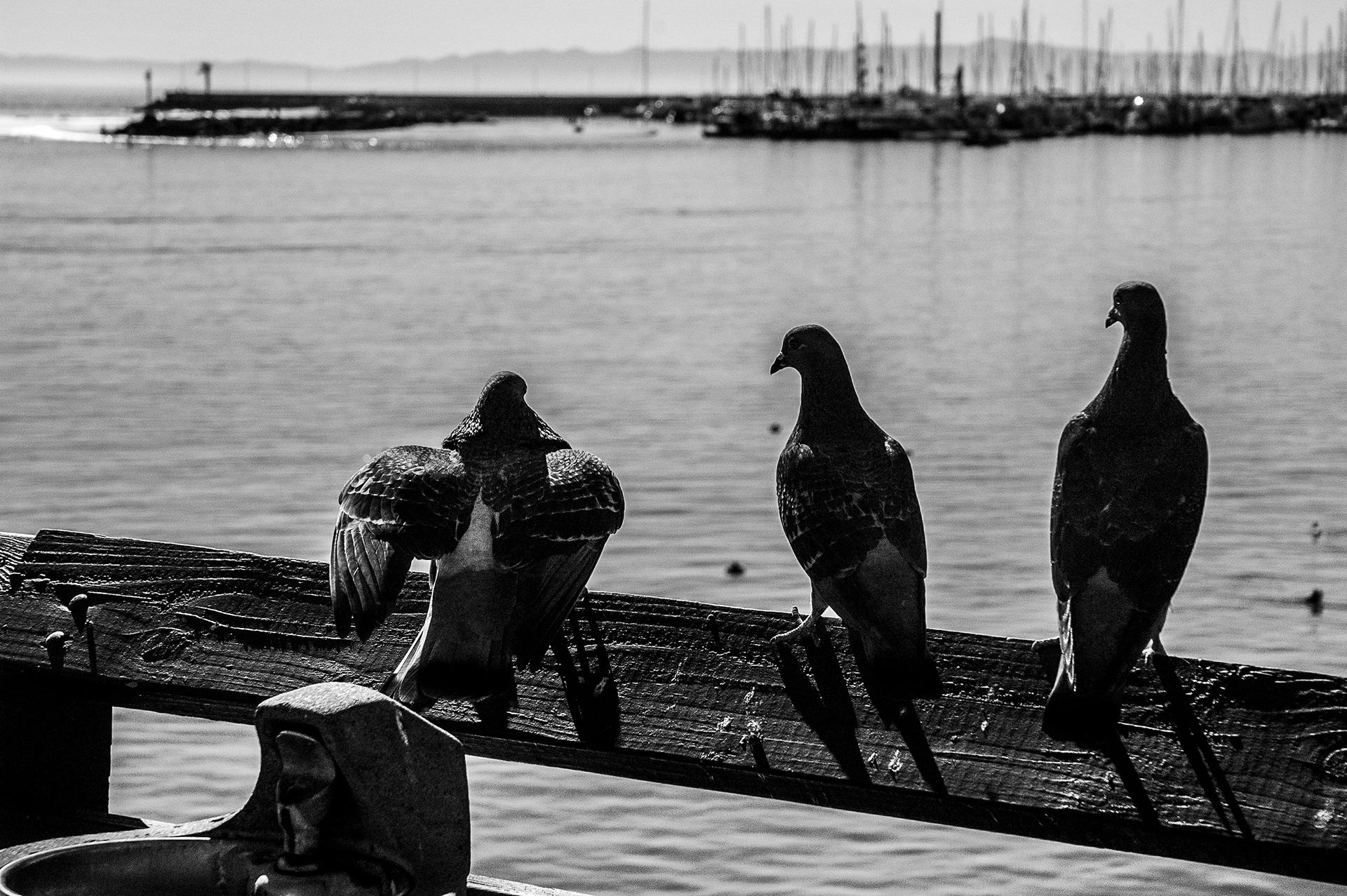 Three Pigeons SB  | January 2019