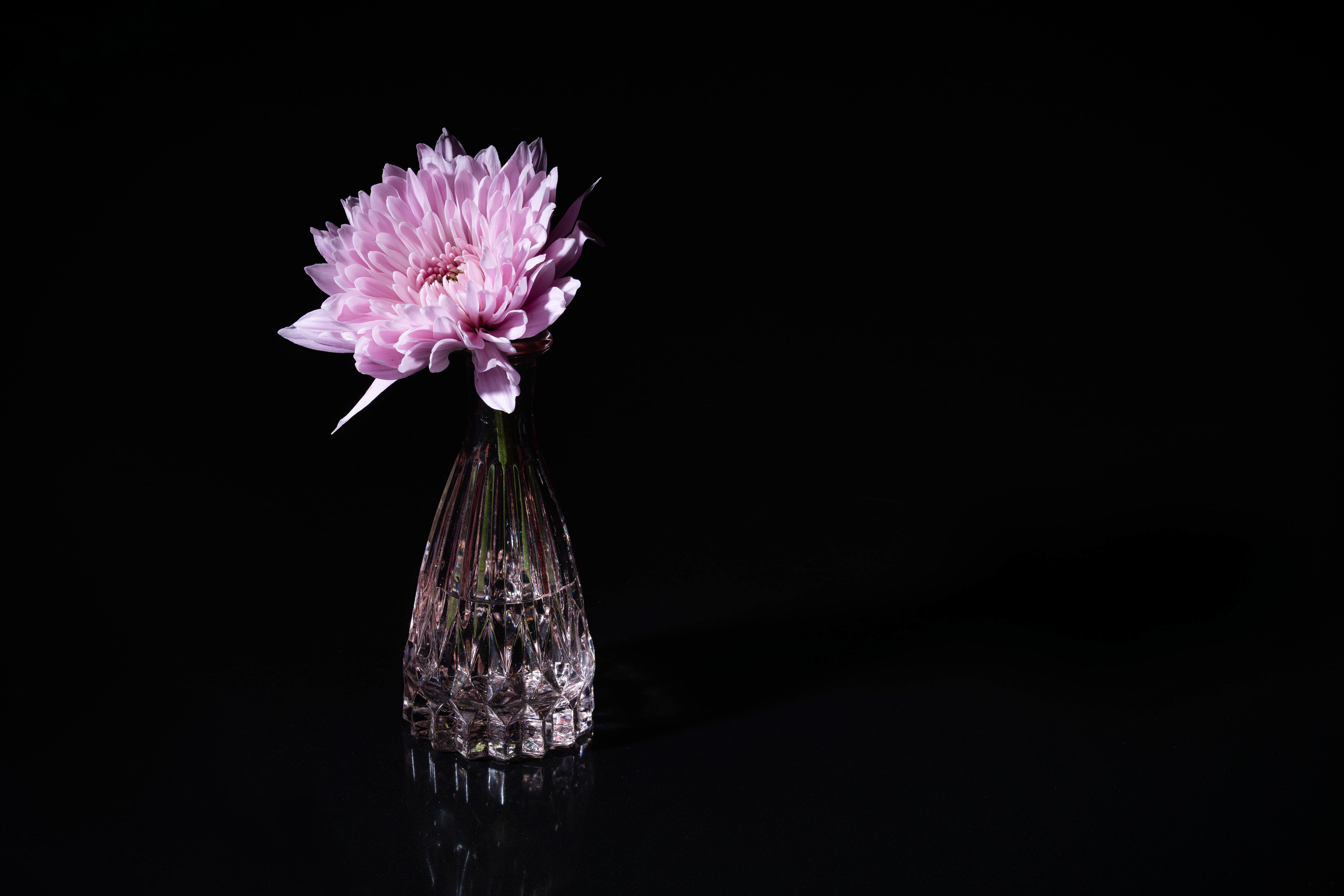 Still Life Chrysanthemum