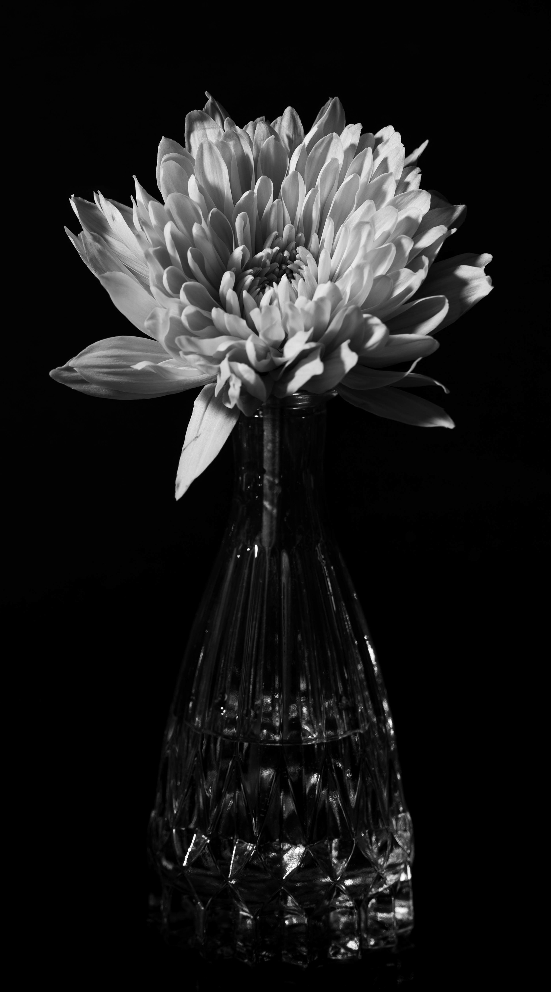 Still Life Chrysanthemum 2