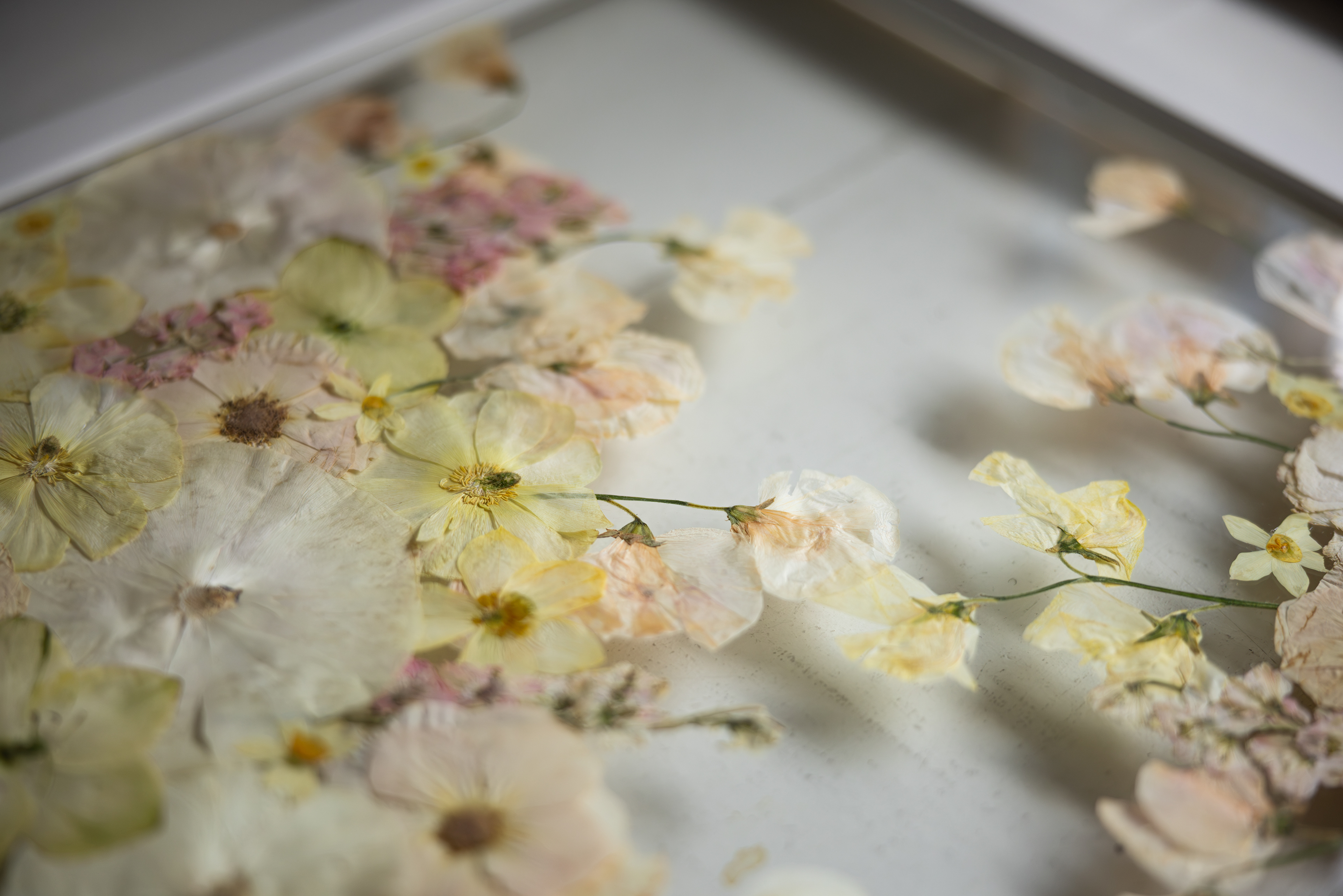 White Poppy Preservations