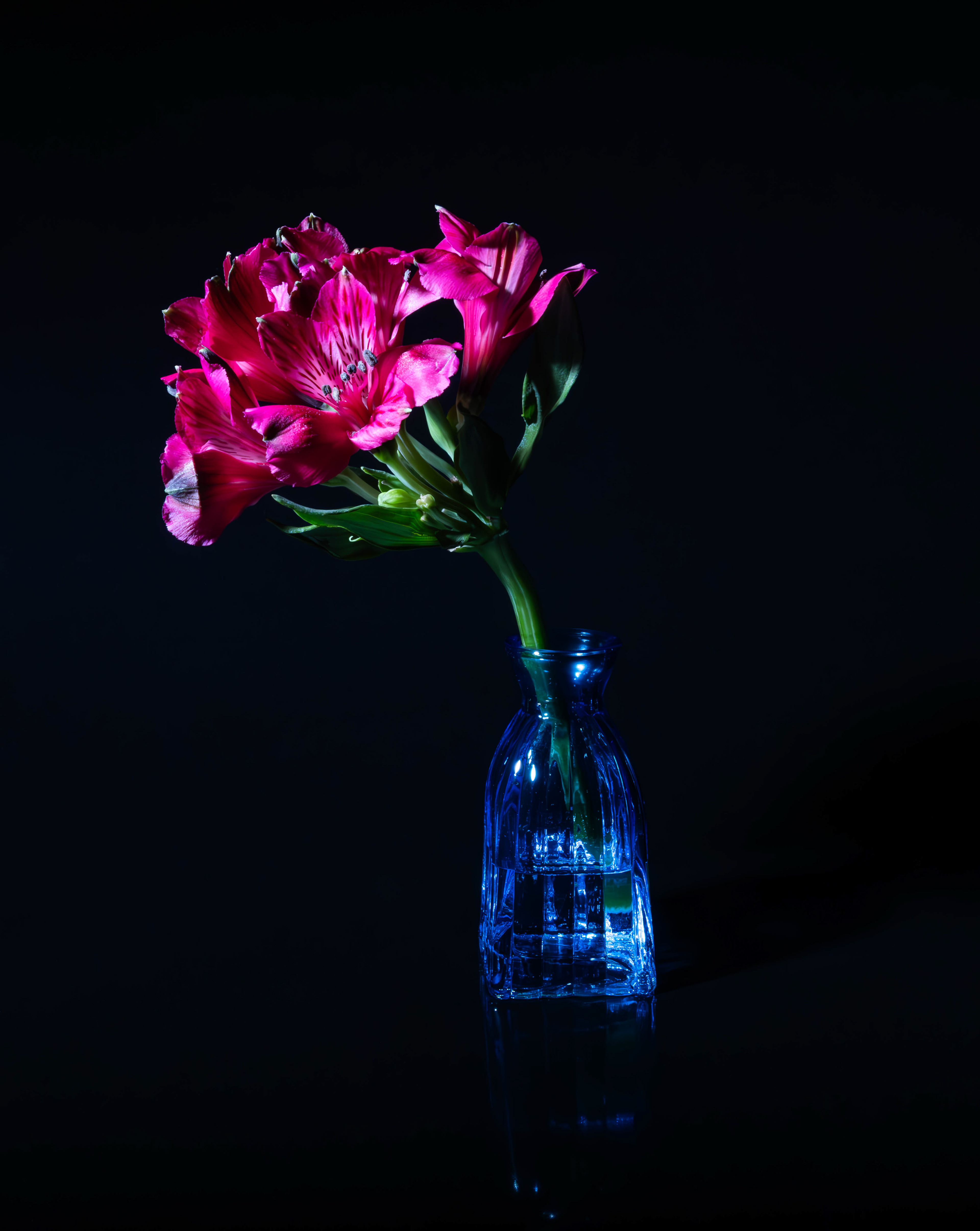 Still Life Peruvian Lilies