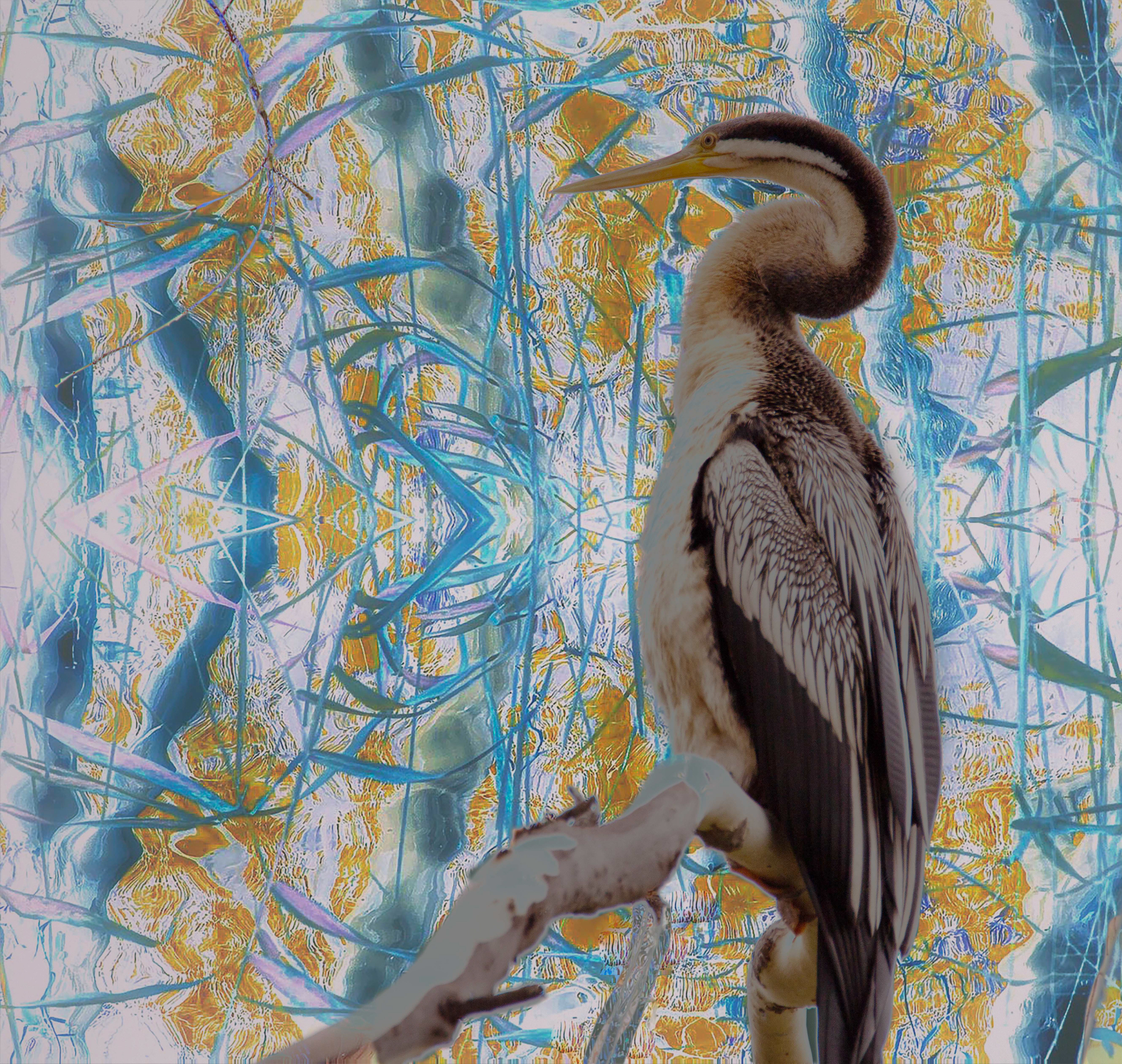 Feathered Ballad