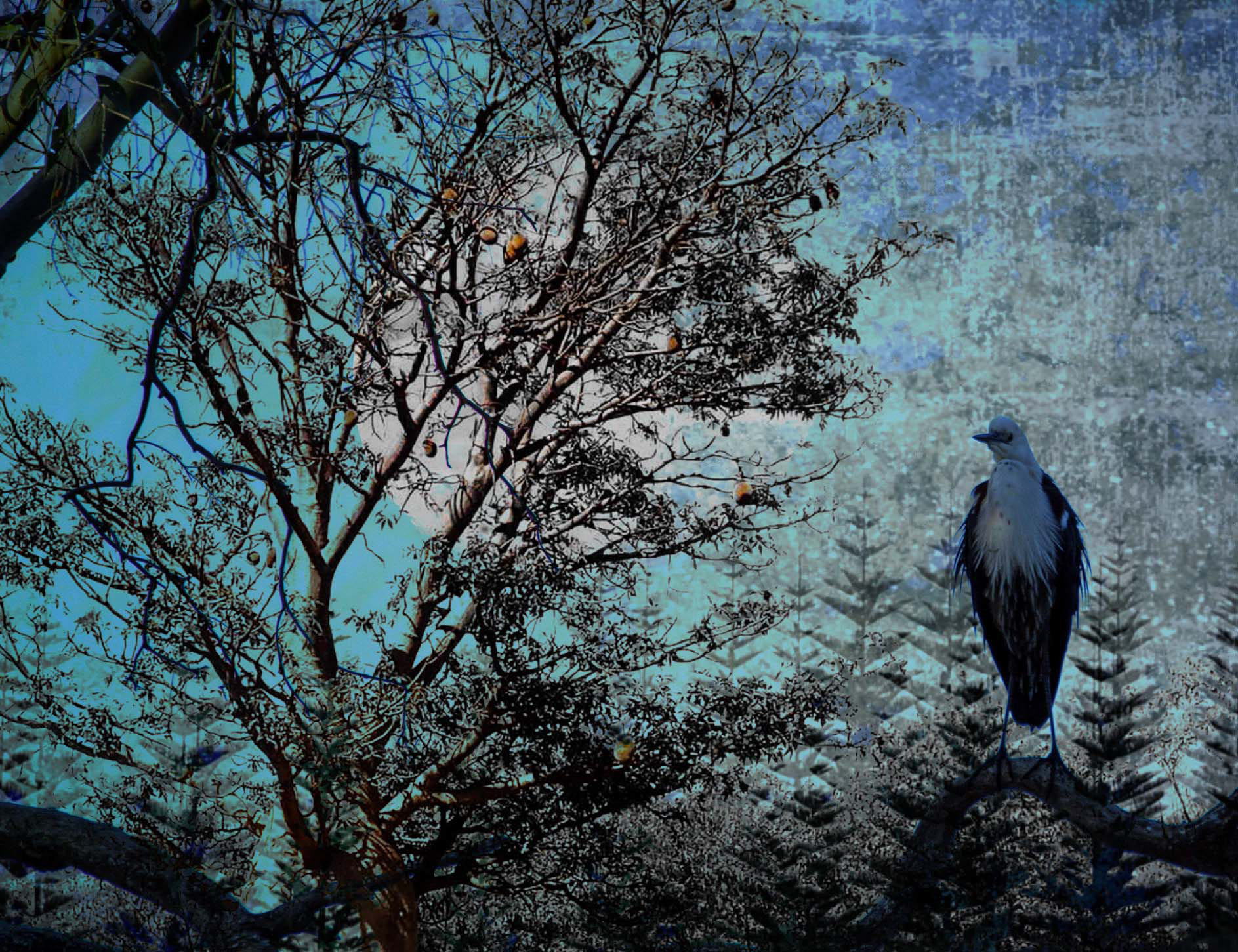 Bird's Prayer