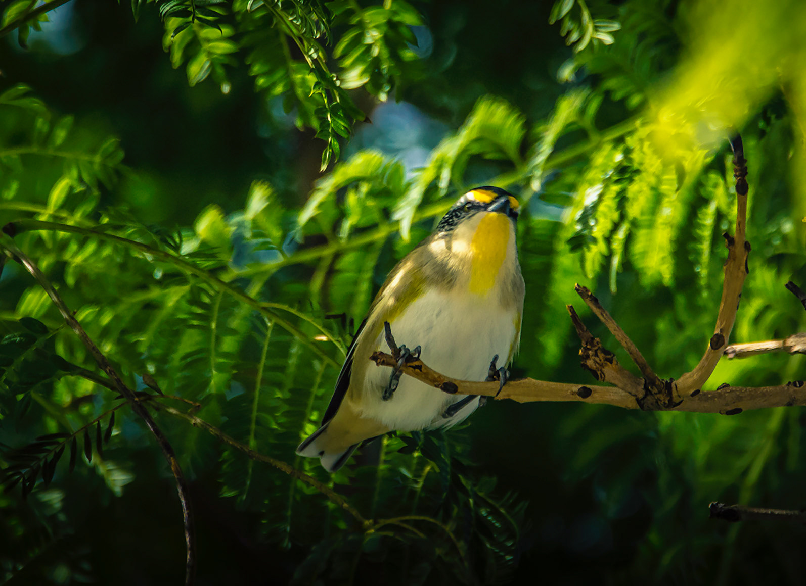 Gallery 6 - Striated Pardalote