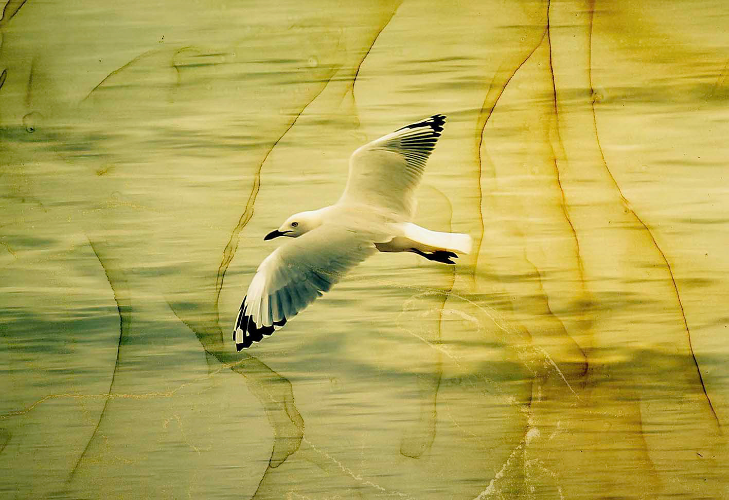 Gallery 3 - Silver Gull