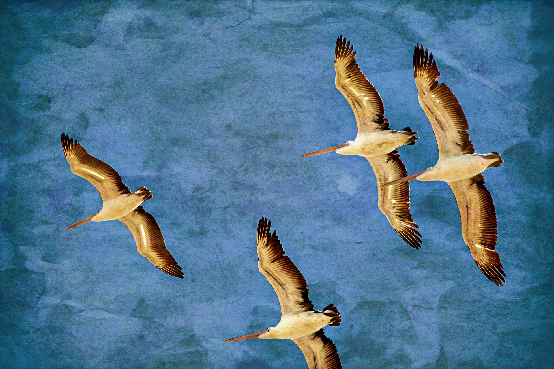 Gallery 7 - Pelican