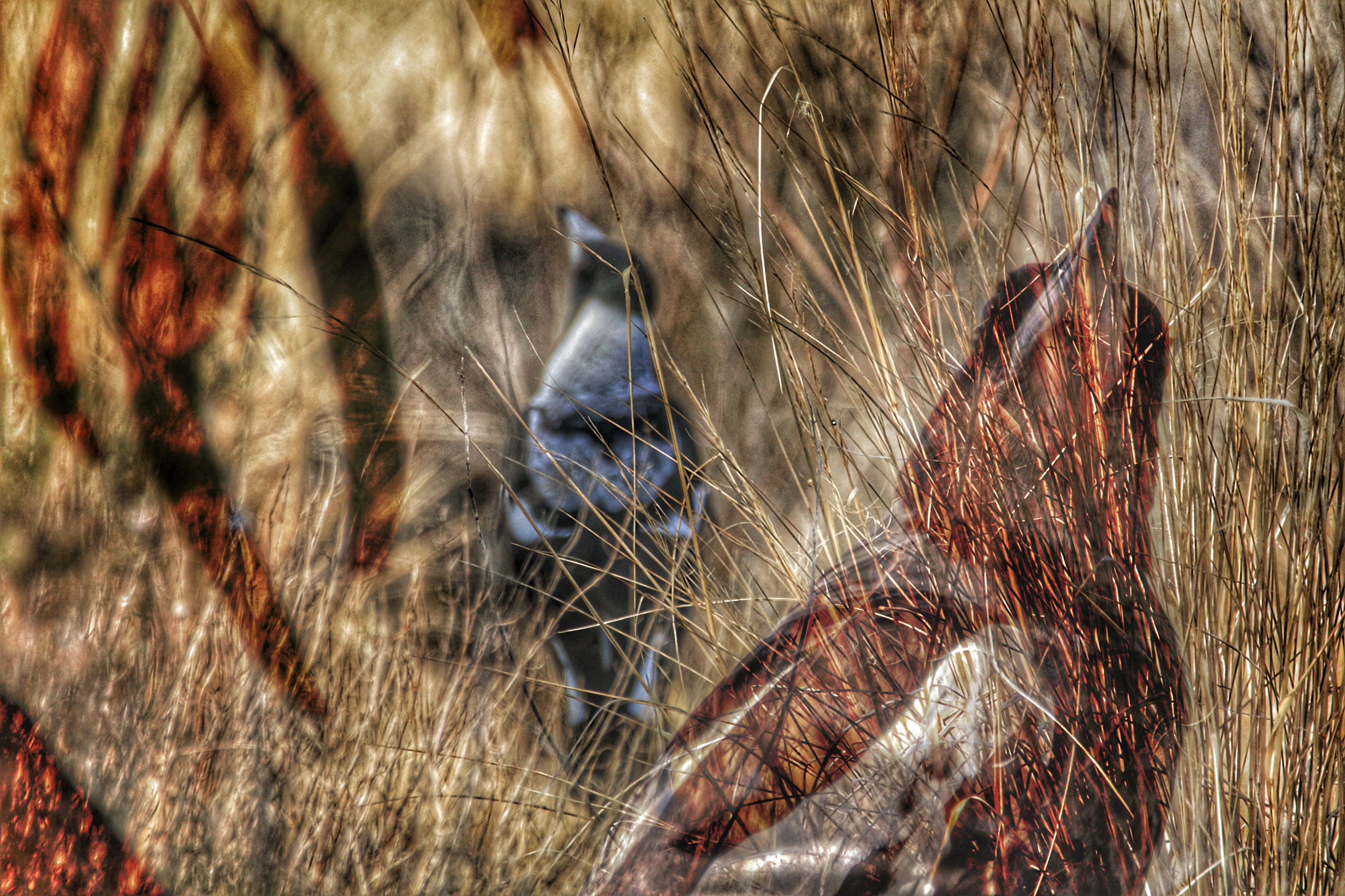 Woodland Chorus