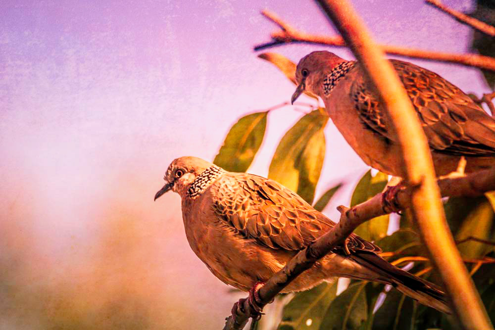 Gallery 8 - Spotted Turtledove