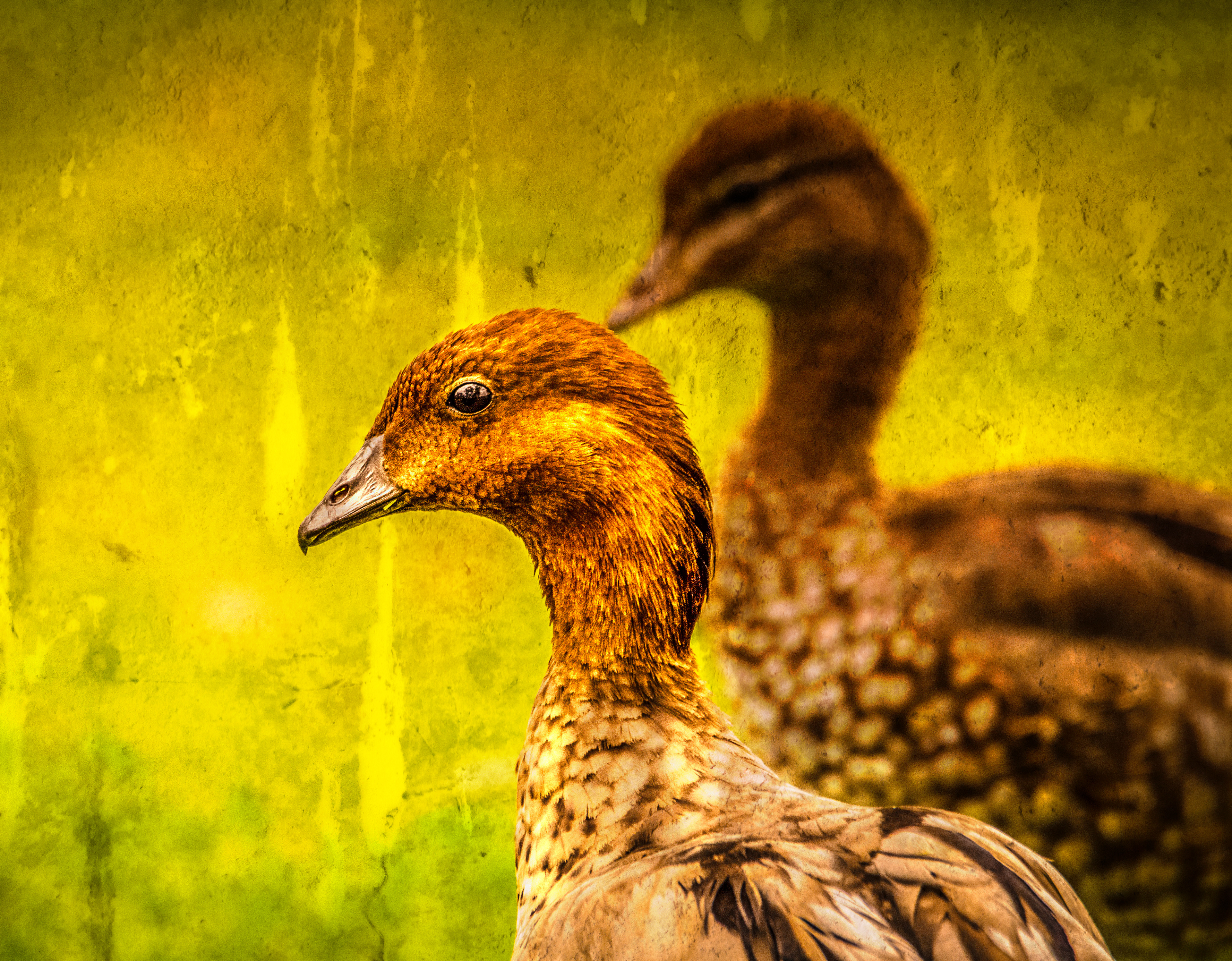 Gallery 4 - Wood Duck