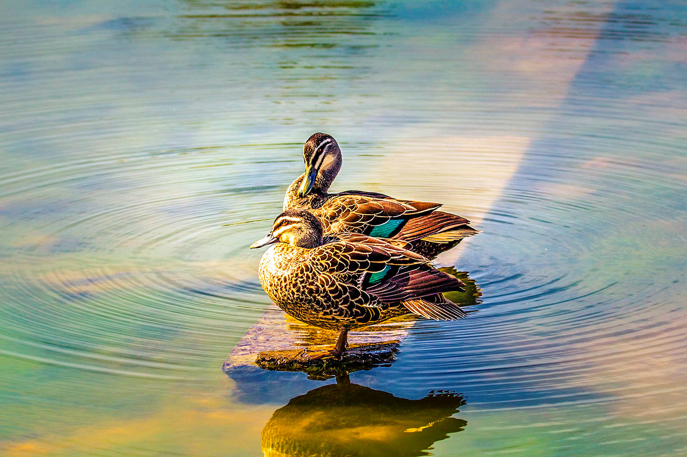 Gallery 3 - Pacific Black Duck