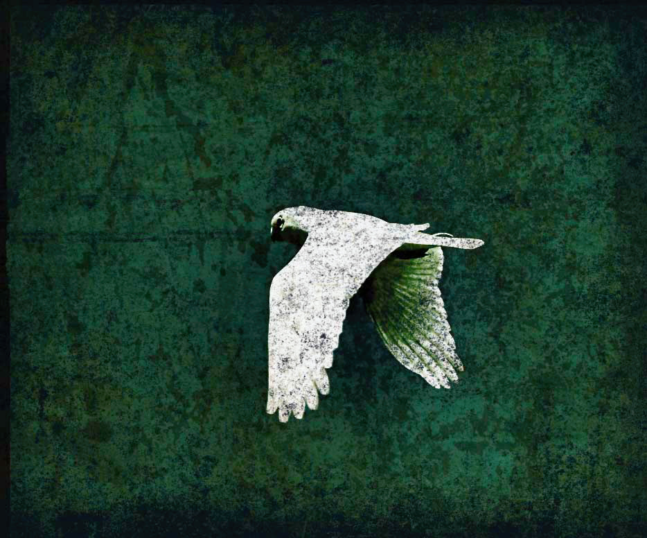 Gallery 8 - Corella