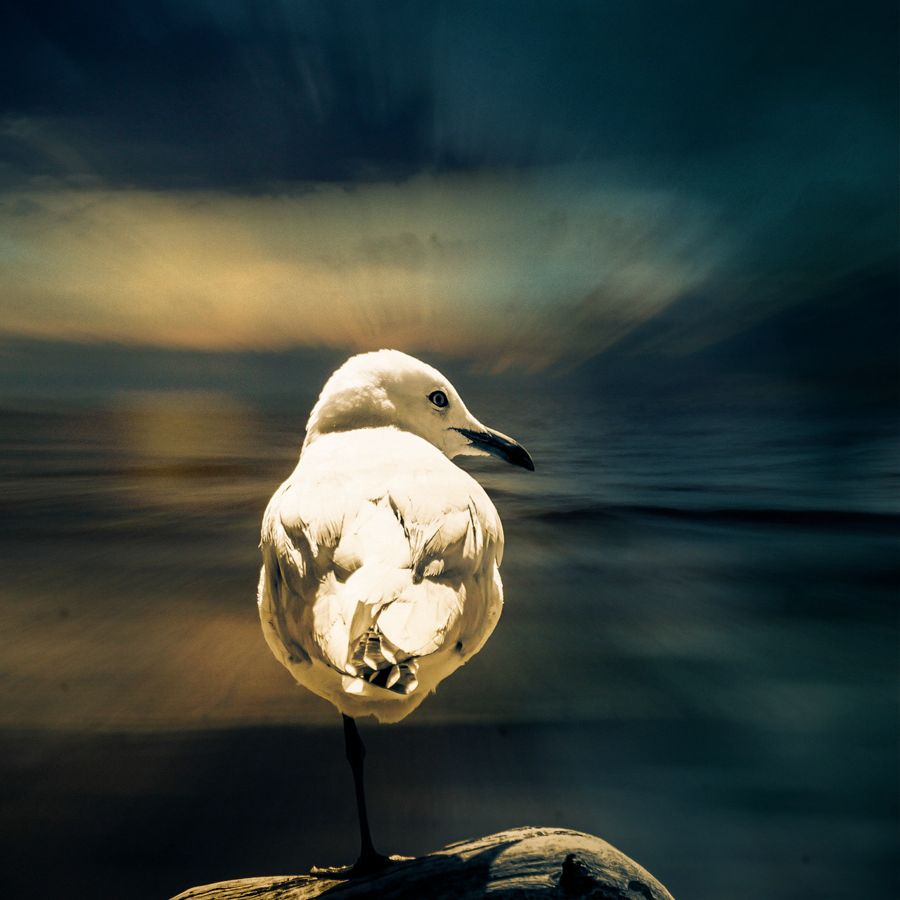 Poetic Dawn