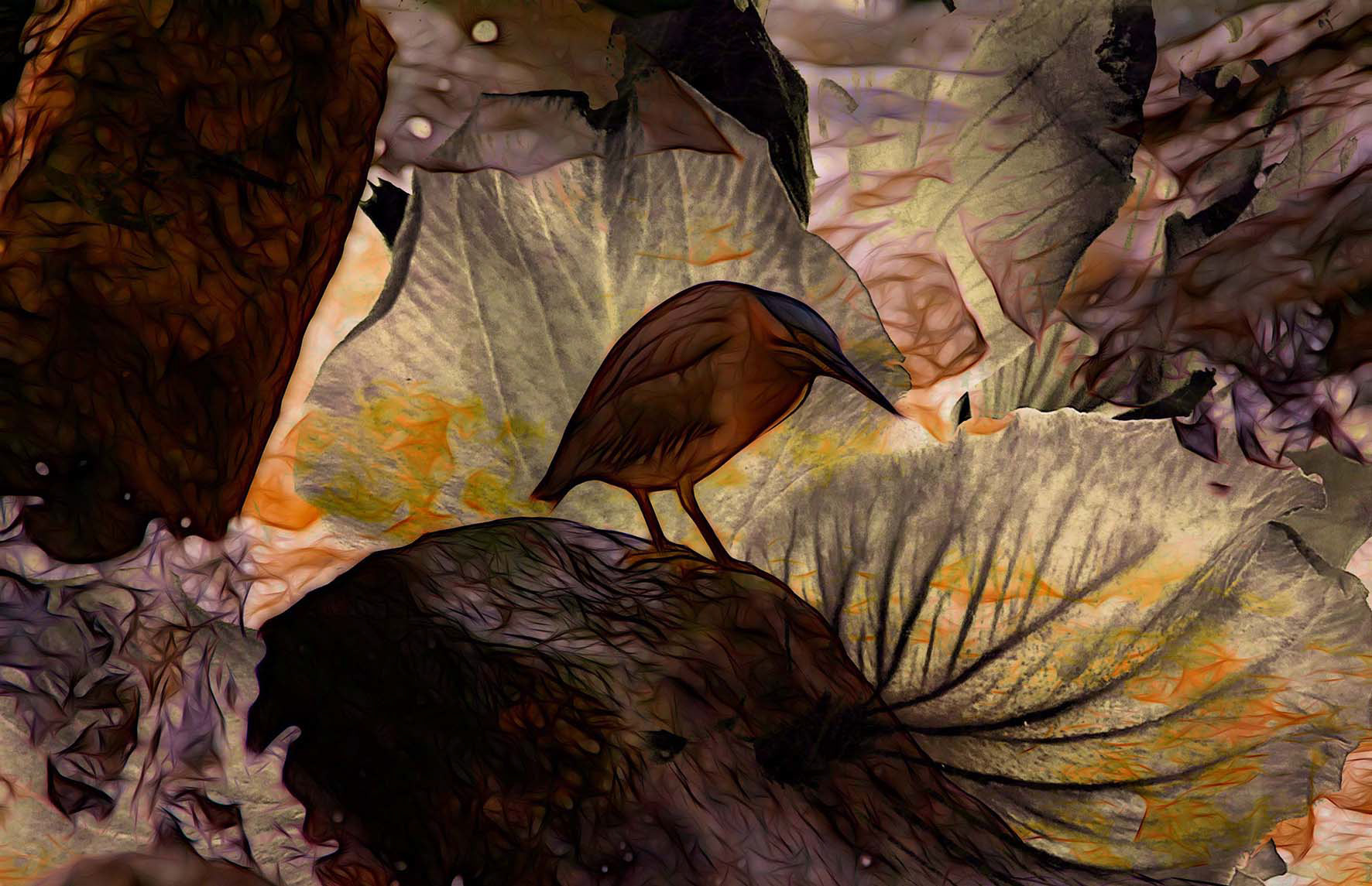 Gallery 3 - Nankeen Night Heron