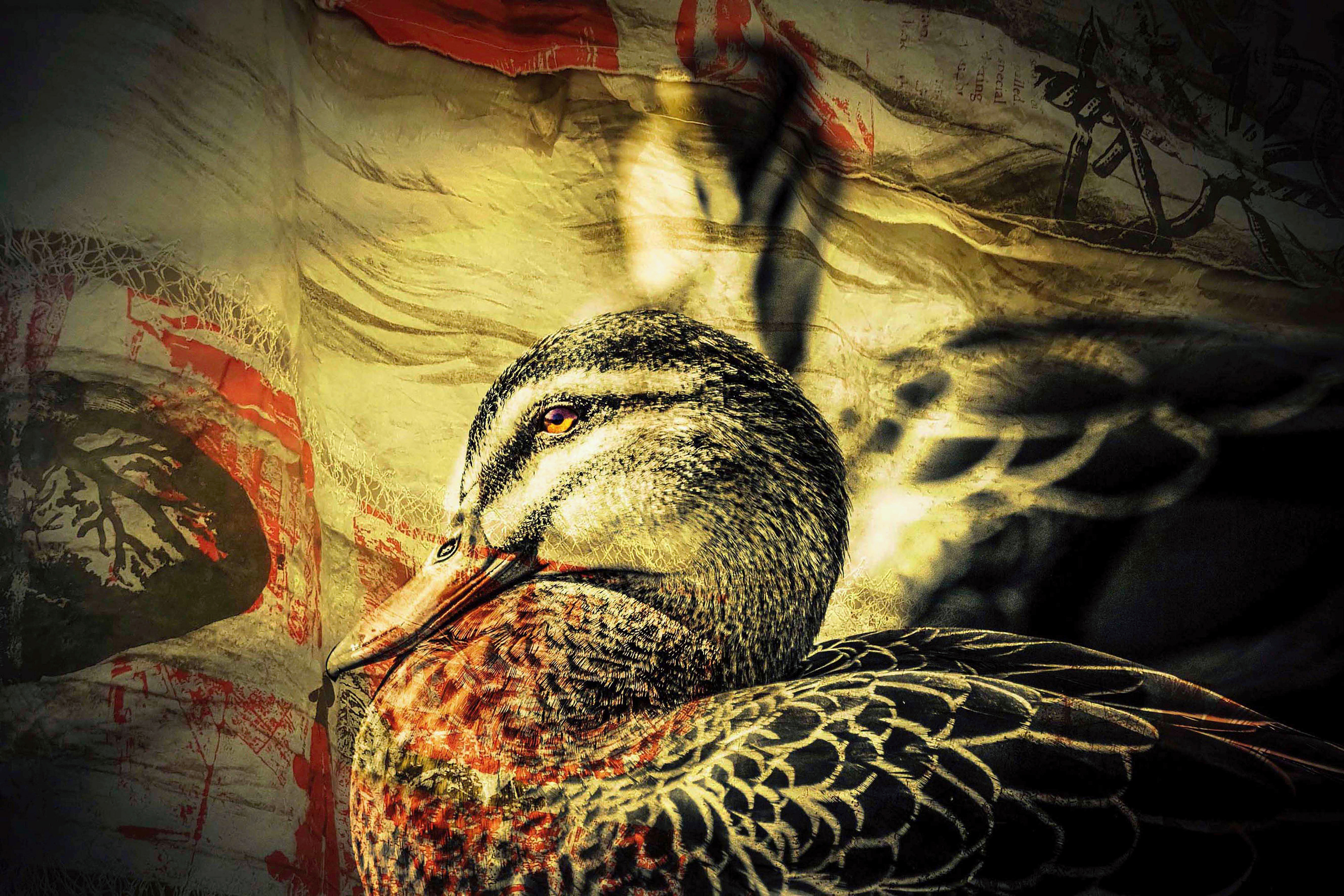 Gallery 8 - Black Pacific Duck