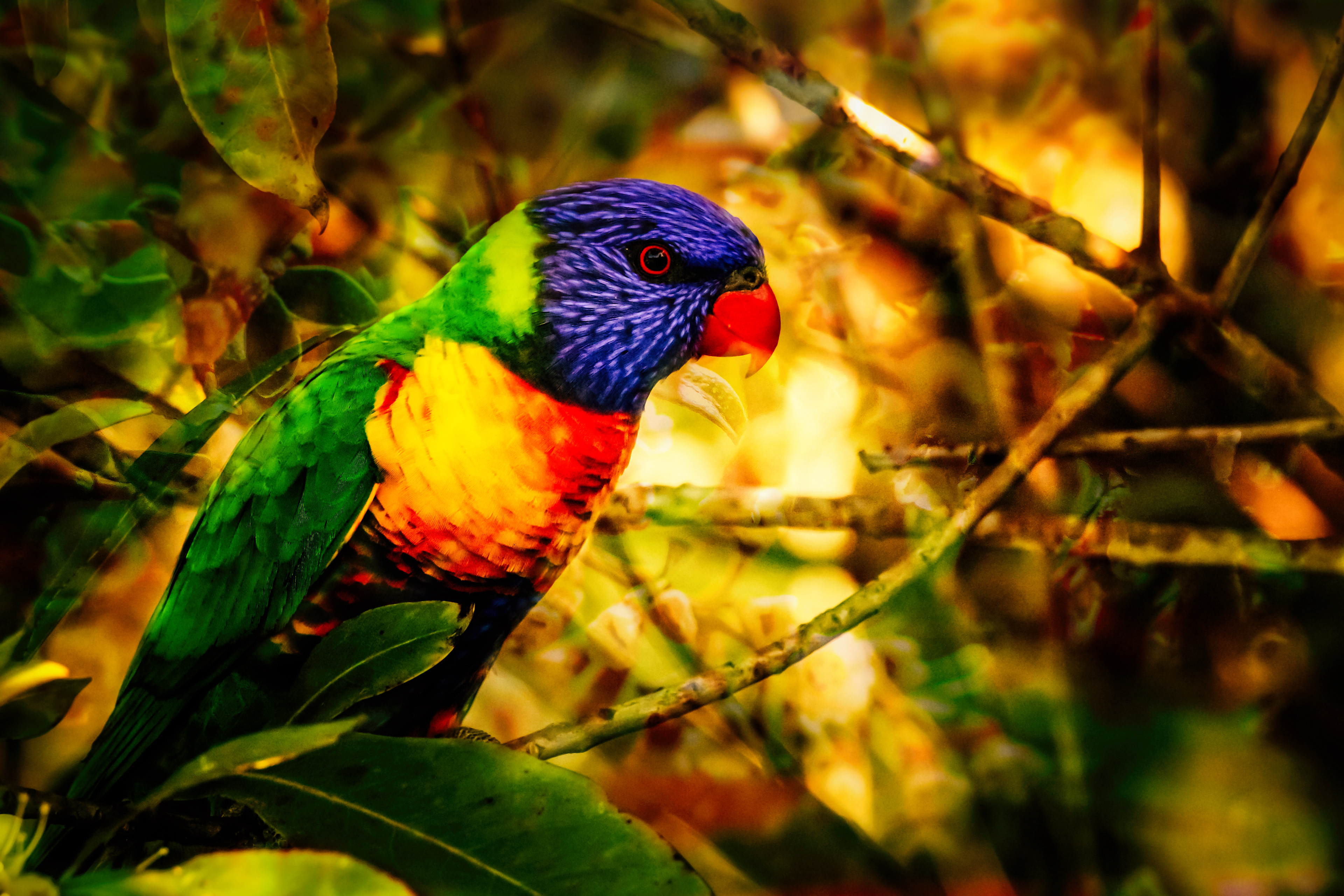 Gallery 2 Rainbow Lorikeet