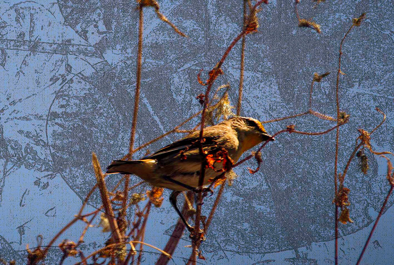 Gallery 8 - Striated Pardalote
