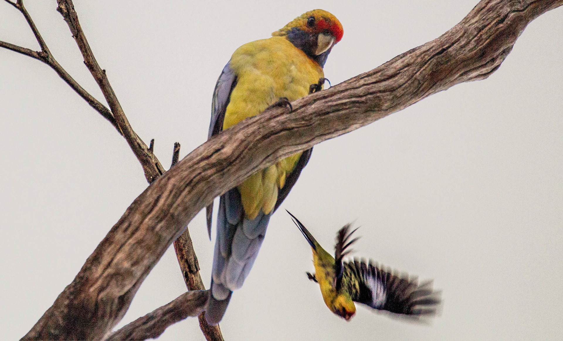 Gallery 8 - Crimson Rosella (Adelaide)