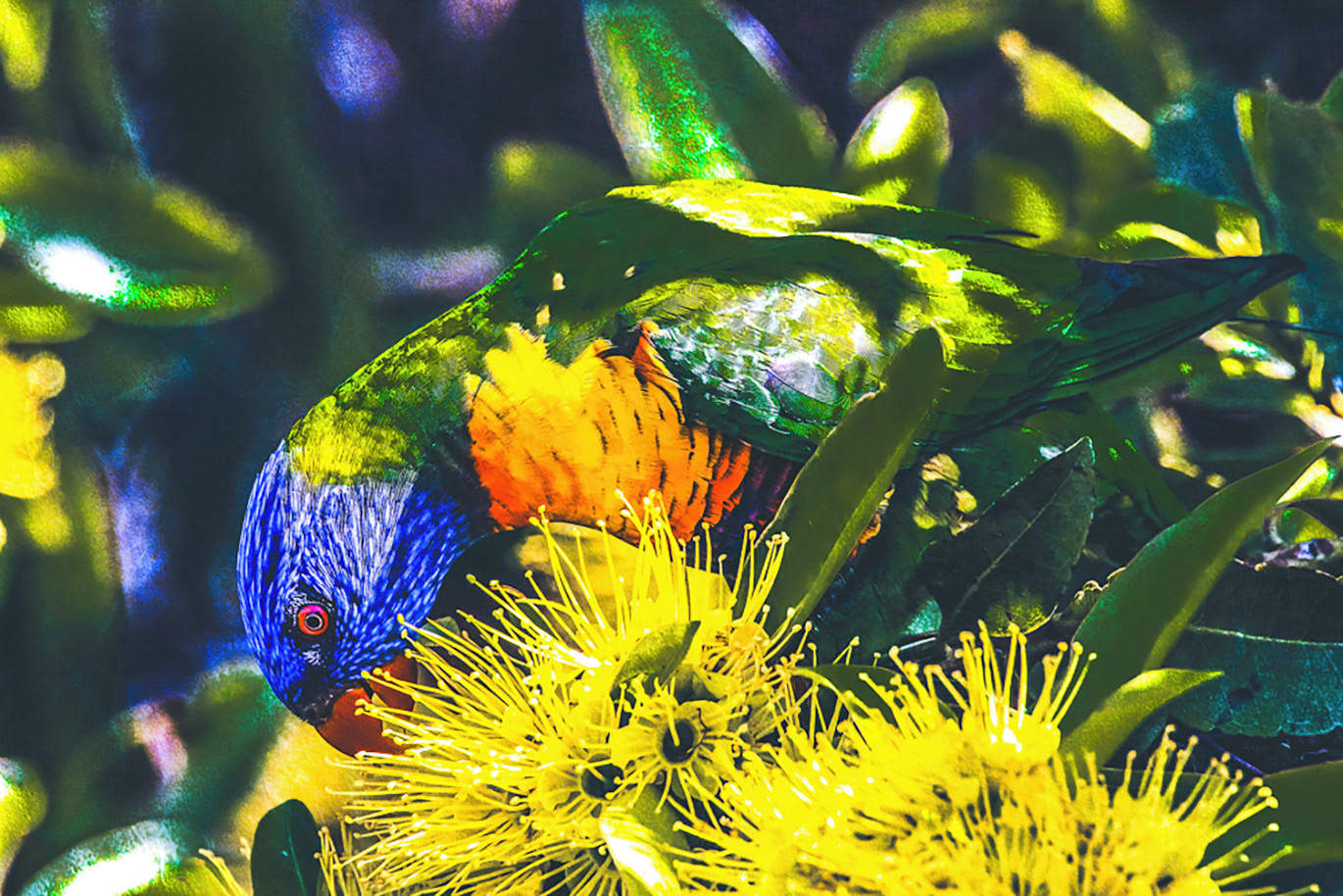 Gallery 5 - Rainbow Lorikeet