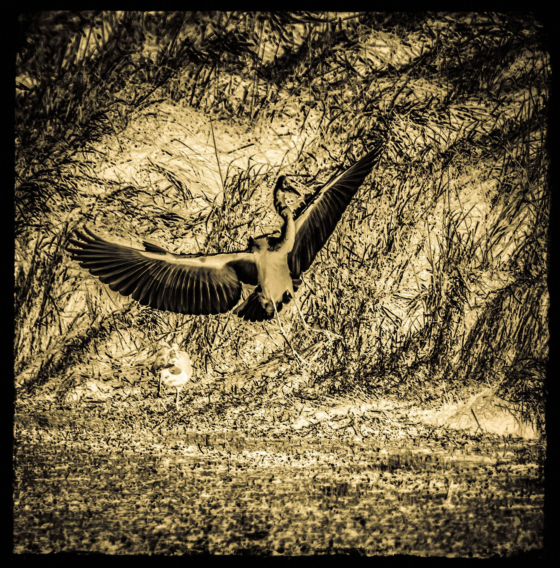 Great Egret in Monochrome