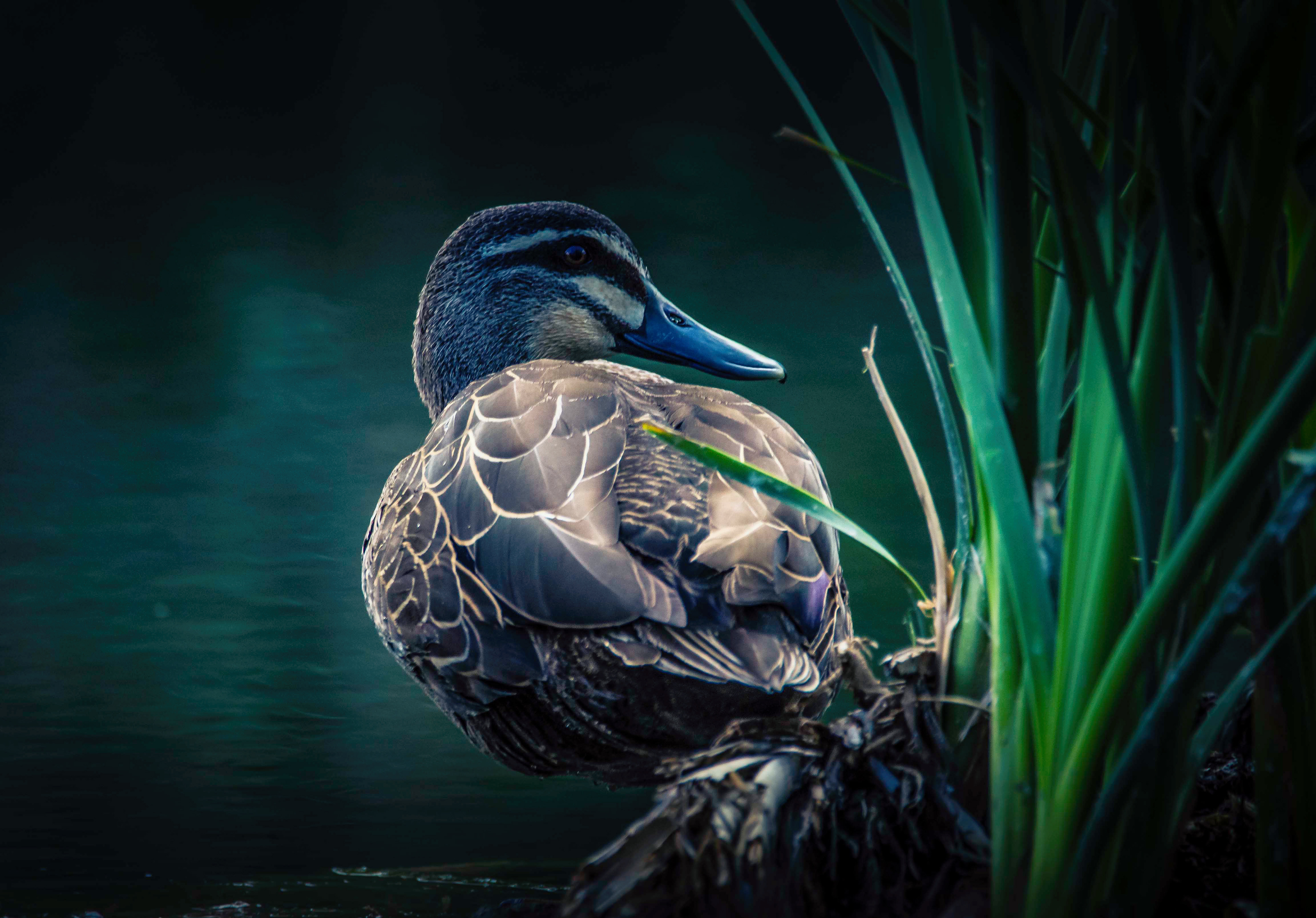 Gallery 4 - Pacific Black Duck