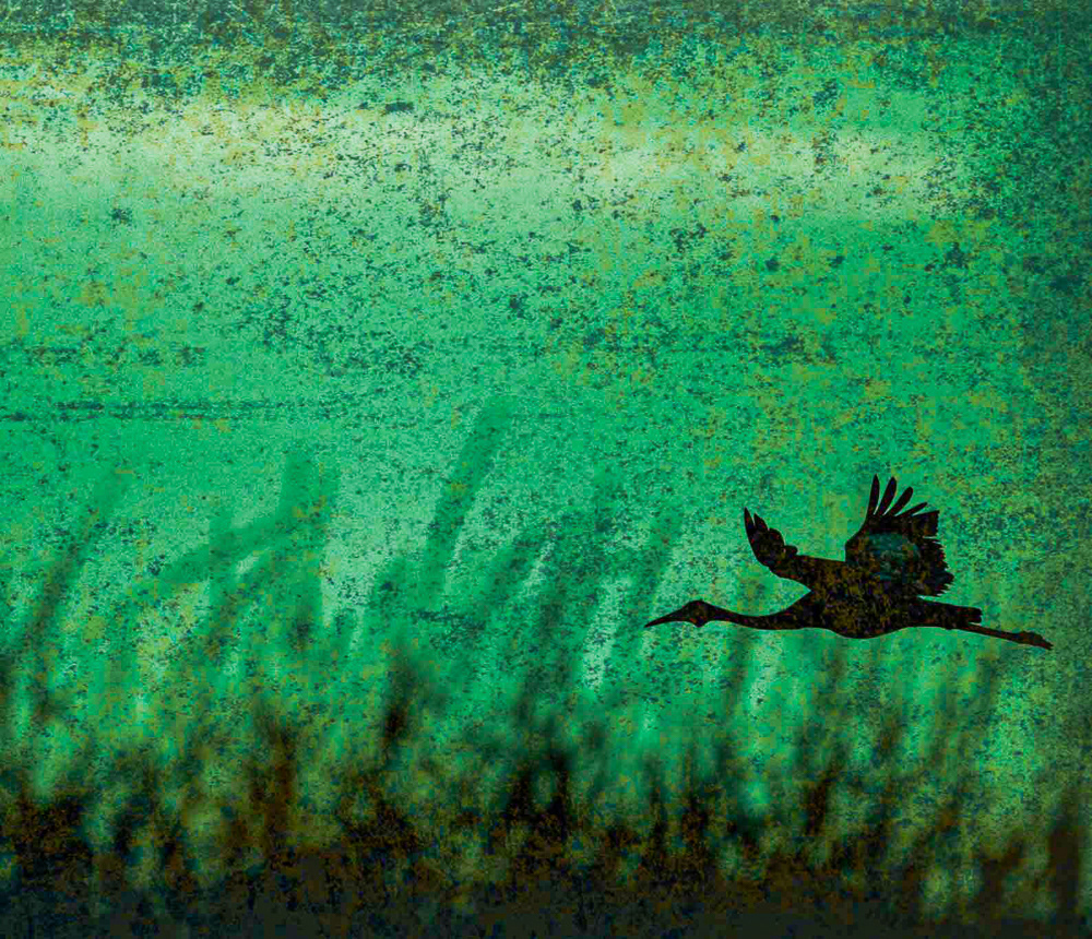 Whisper of Wings