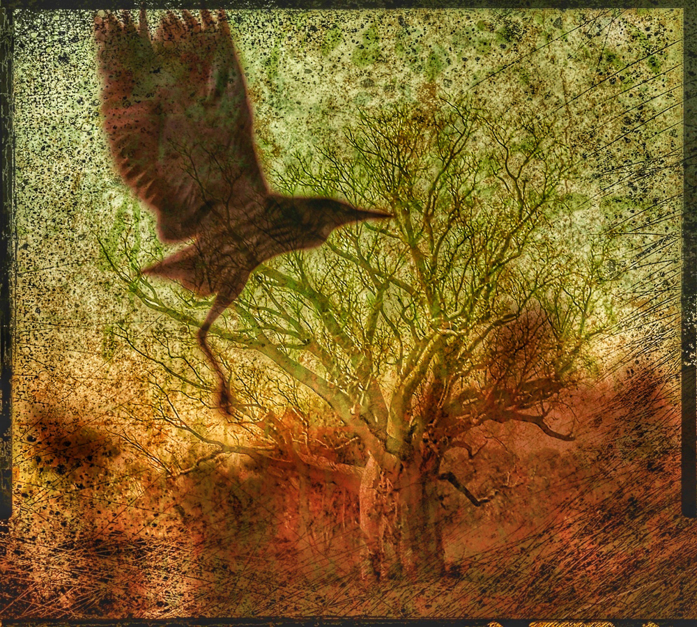 Dancing in the Trees