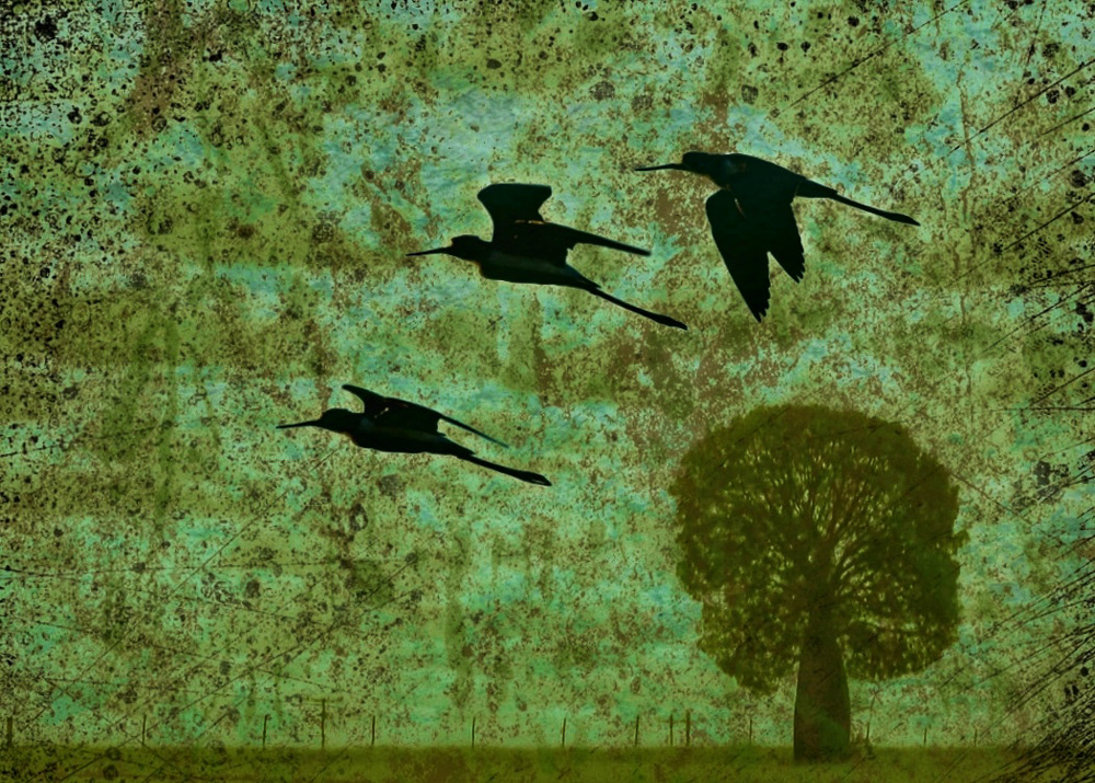 Shadow Flight