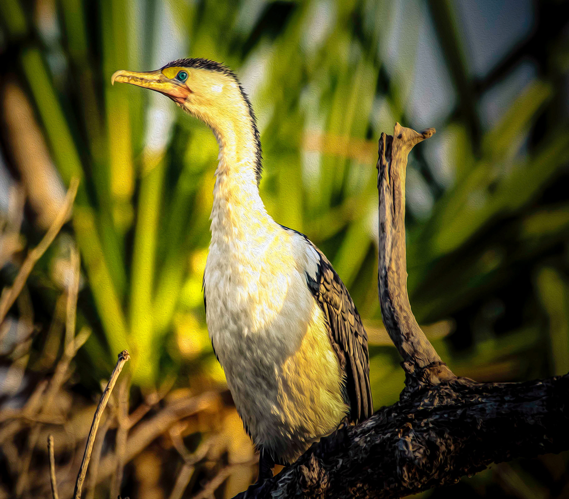 Gallery 4 - Little Pied Cormorant 