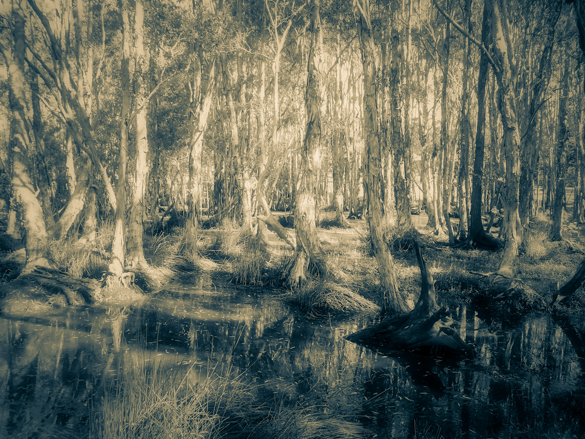 Misty Swamp