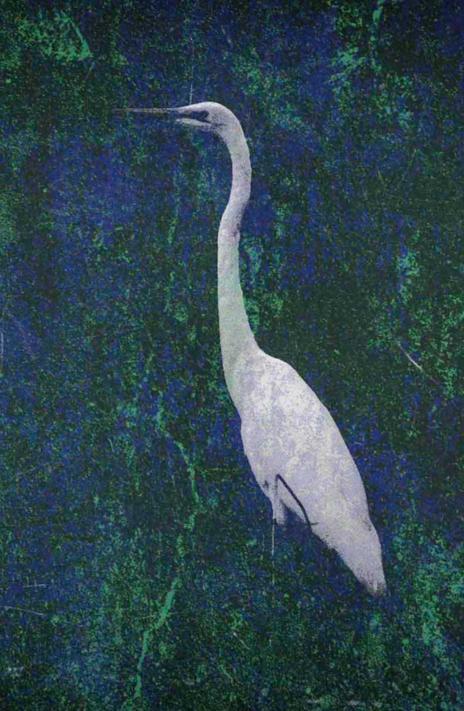 Gallery 3 - Great Egret