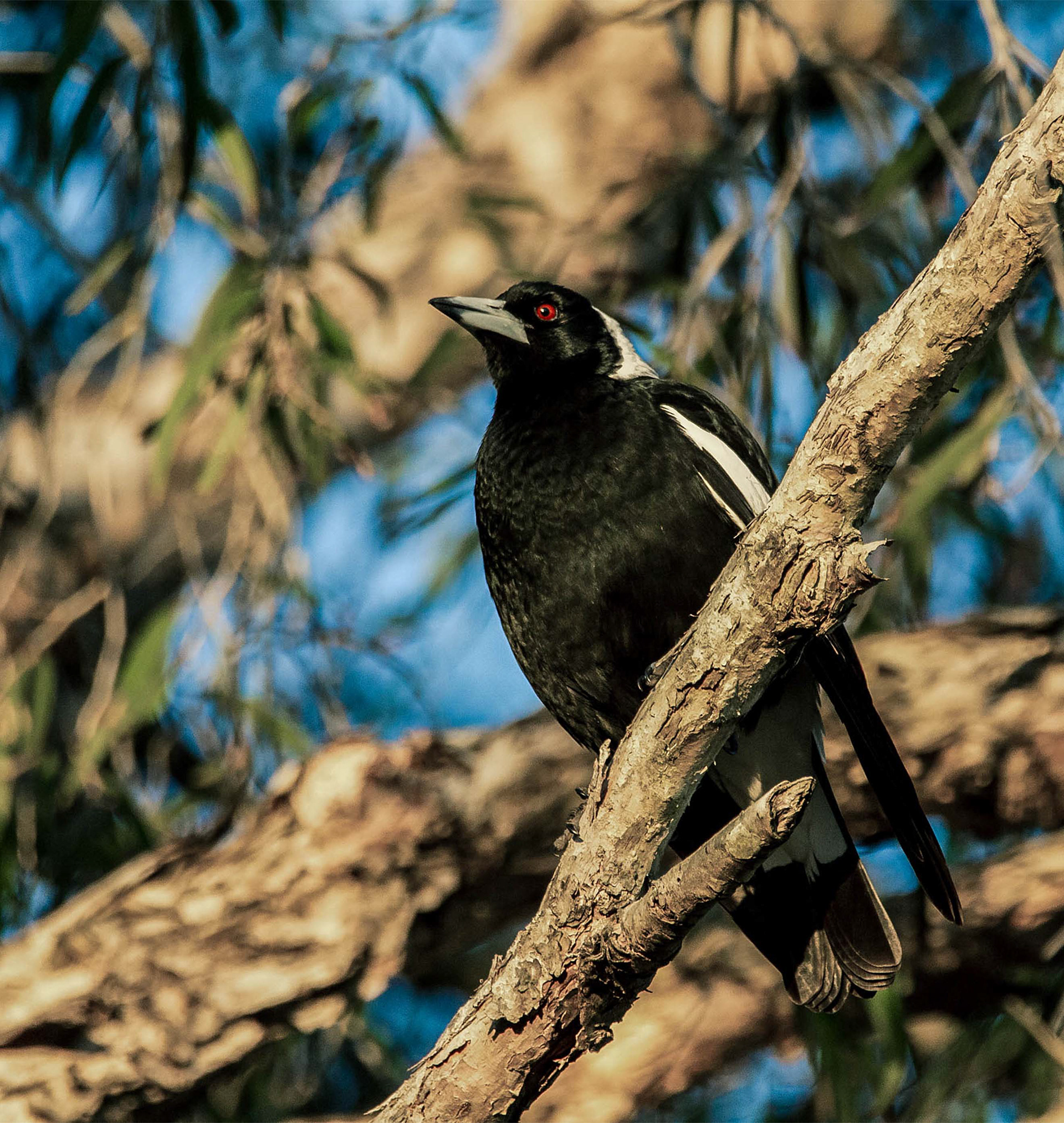 Guardian Magpie