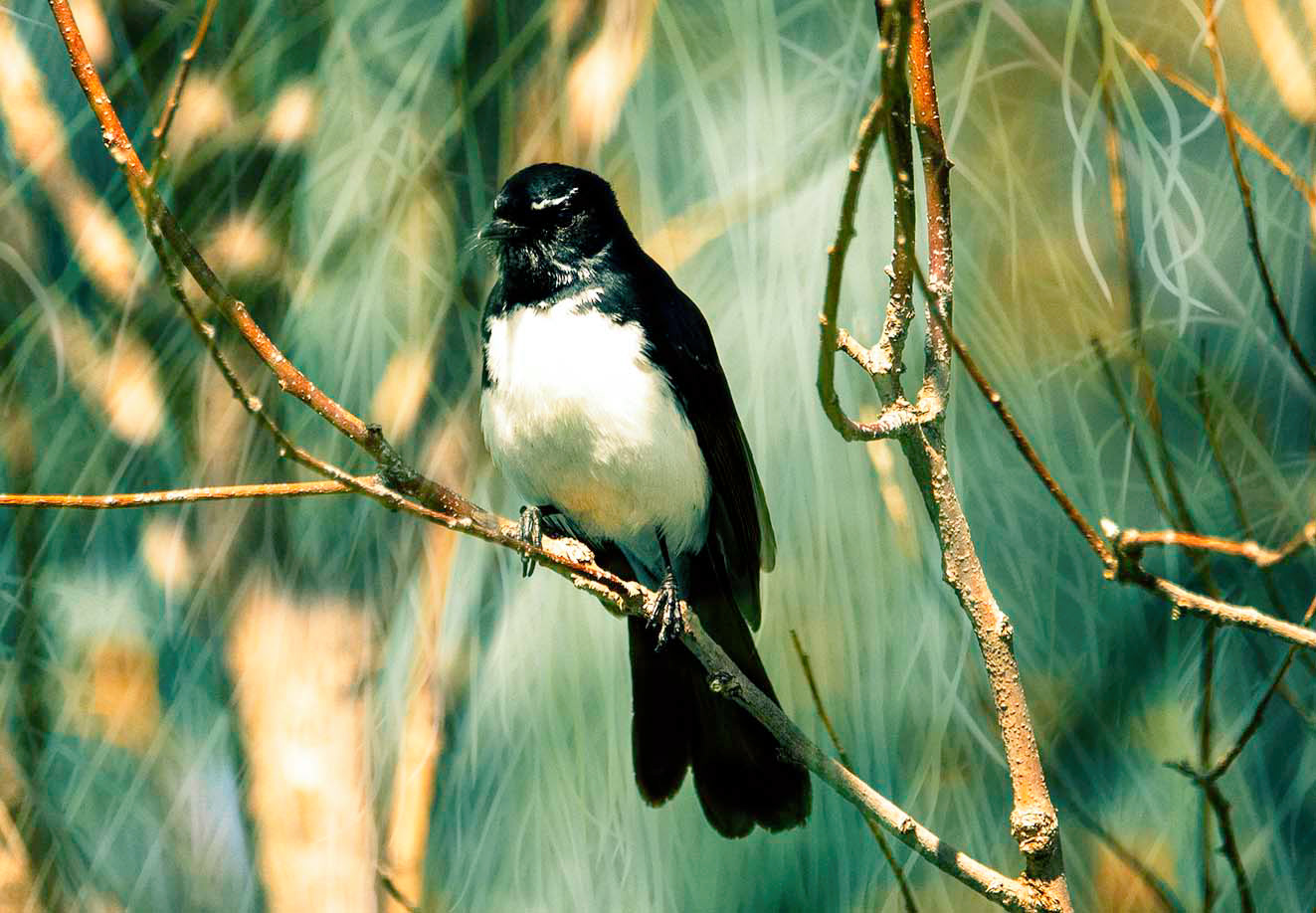 Gallery 1 - Willy Wagtail
