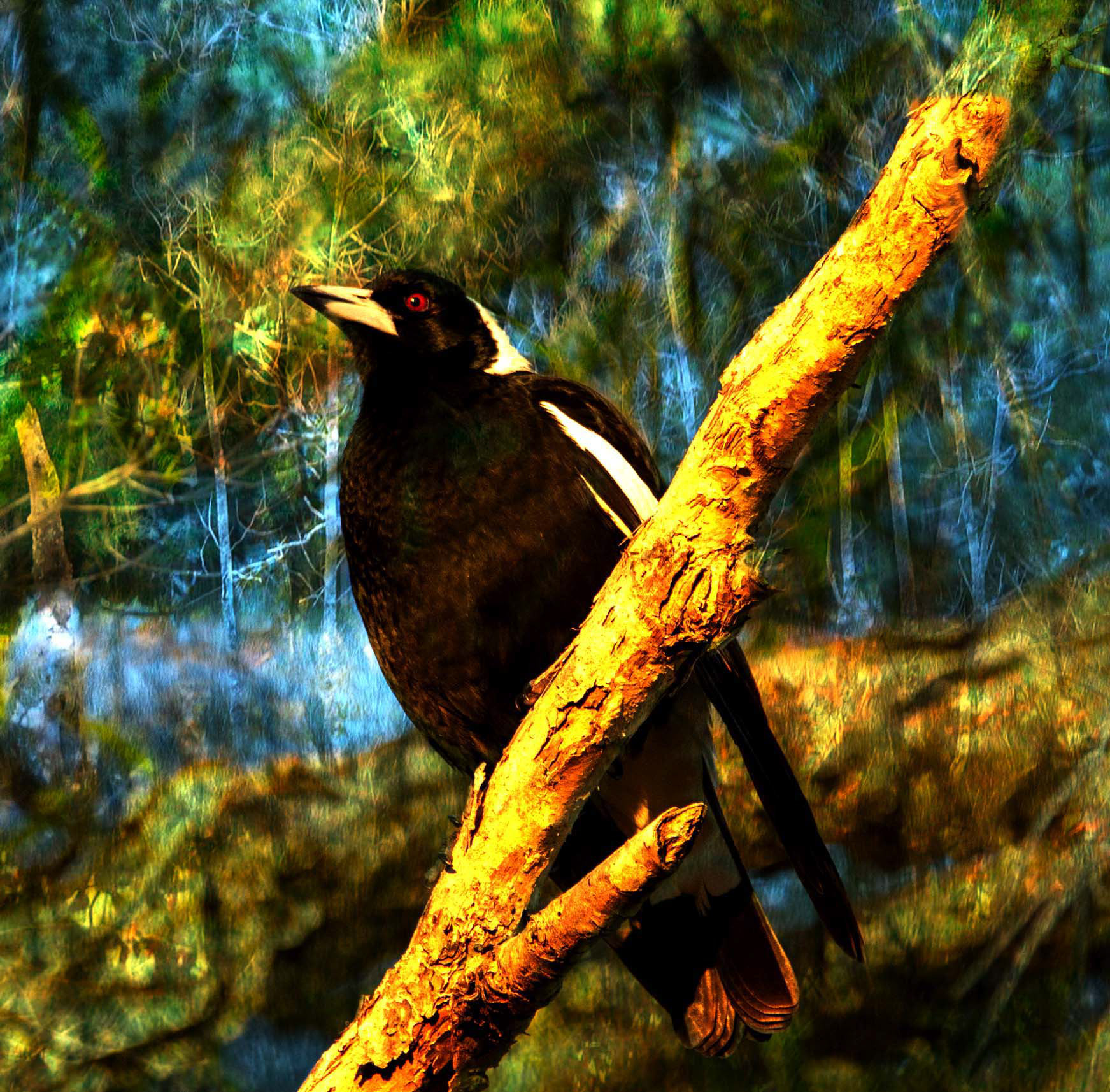 Gallery 7 - Magpie