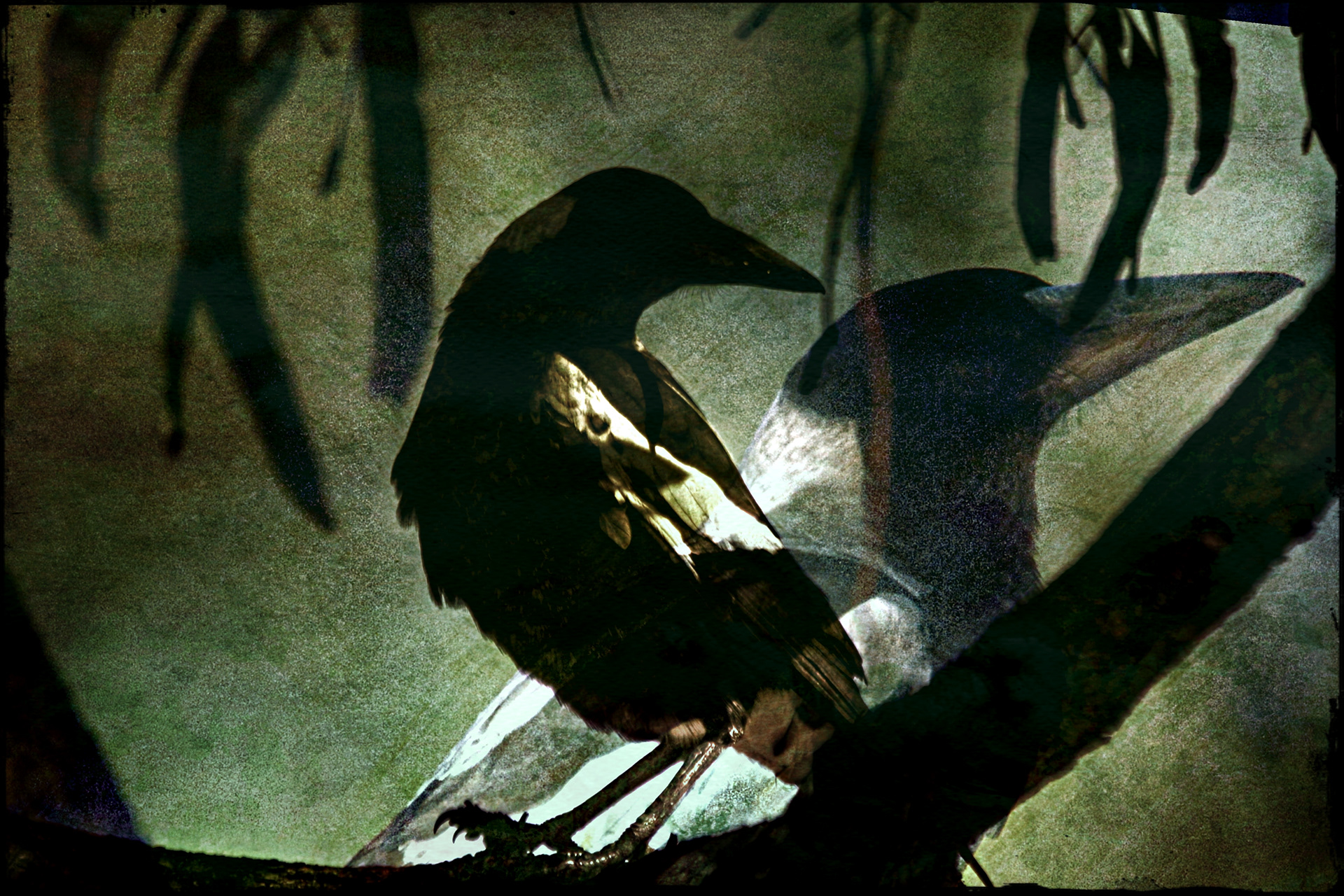 SOLD OUT - Magpie Choir