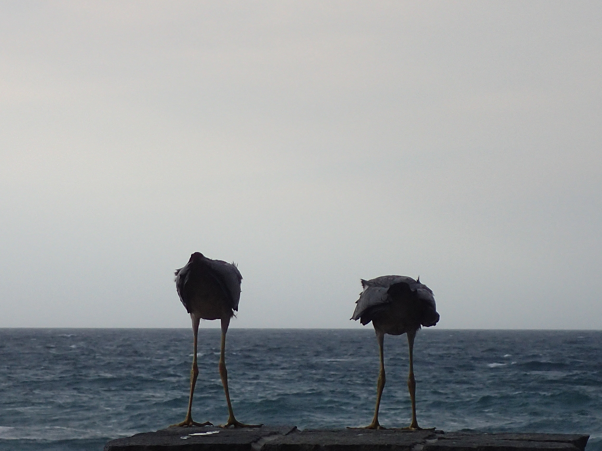 Ruffled Feathers