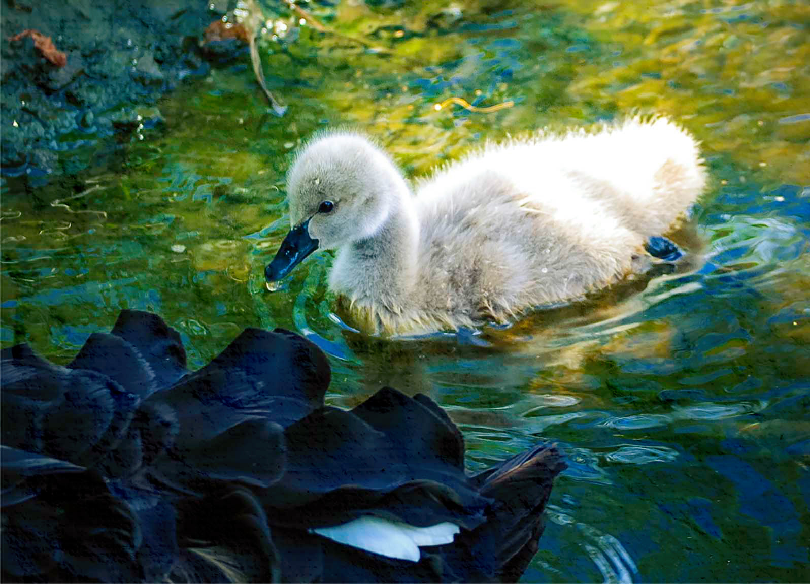 Gallery 4 - Black Swan Cygnet