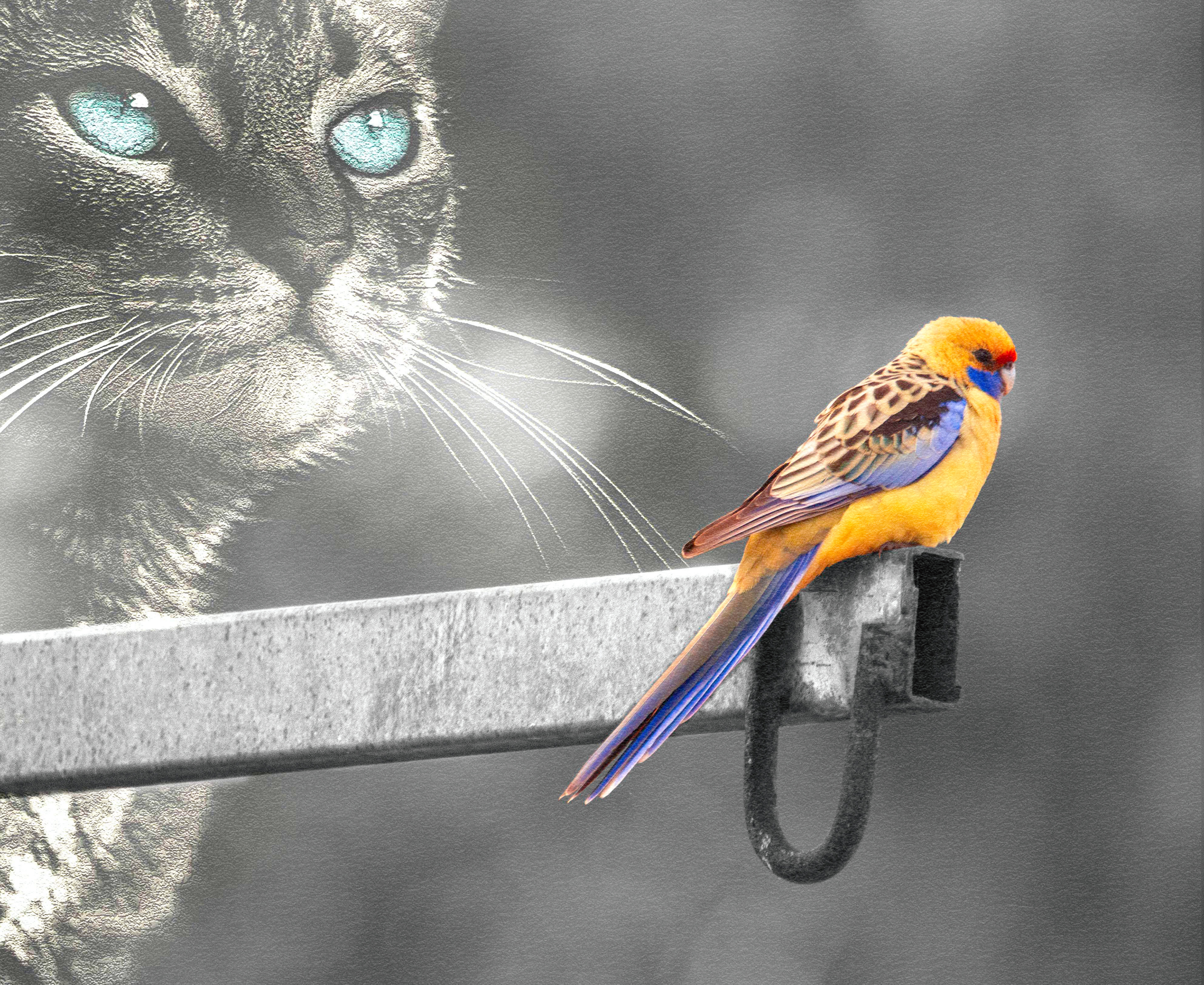 Tweetie Pie