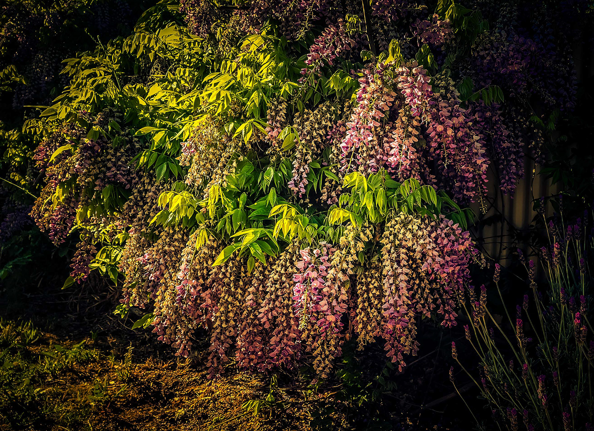 Creeping Wisteria