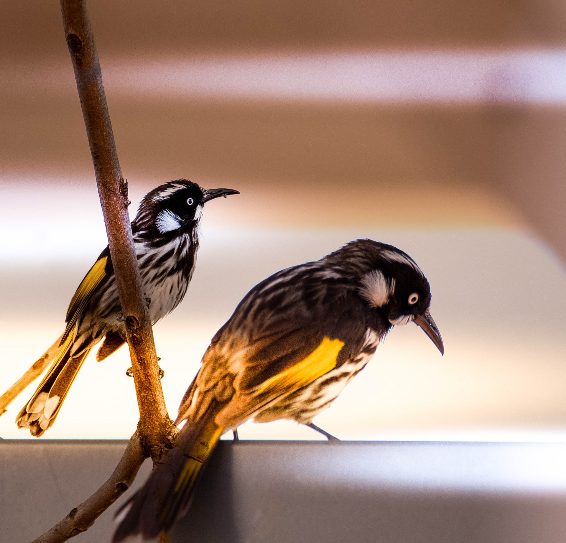 Little Songbirds