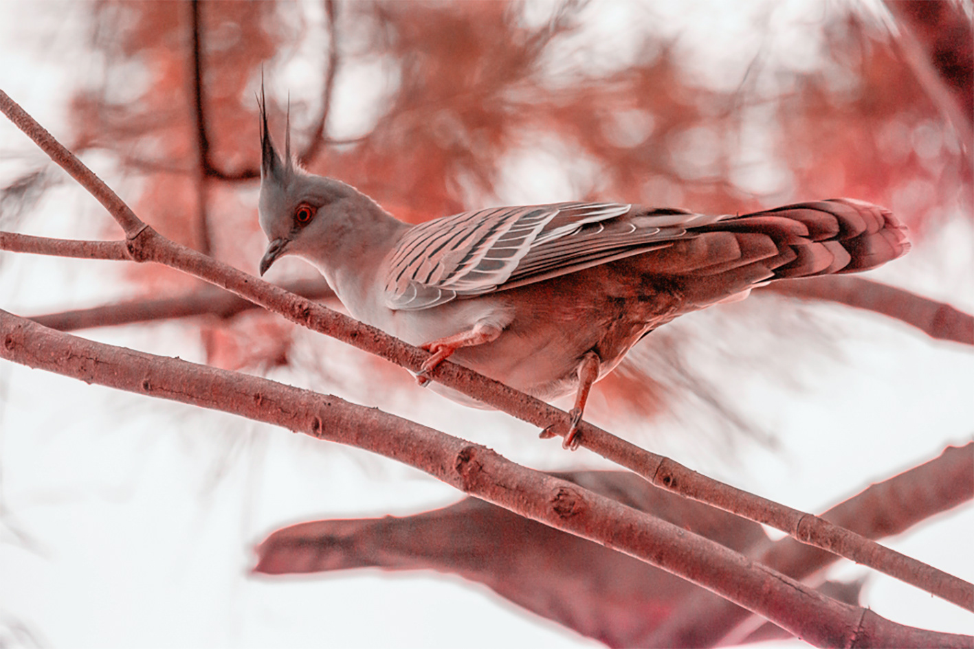 Gallery 1 - Crested Pigeon