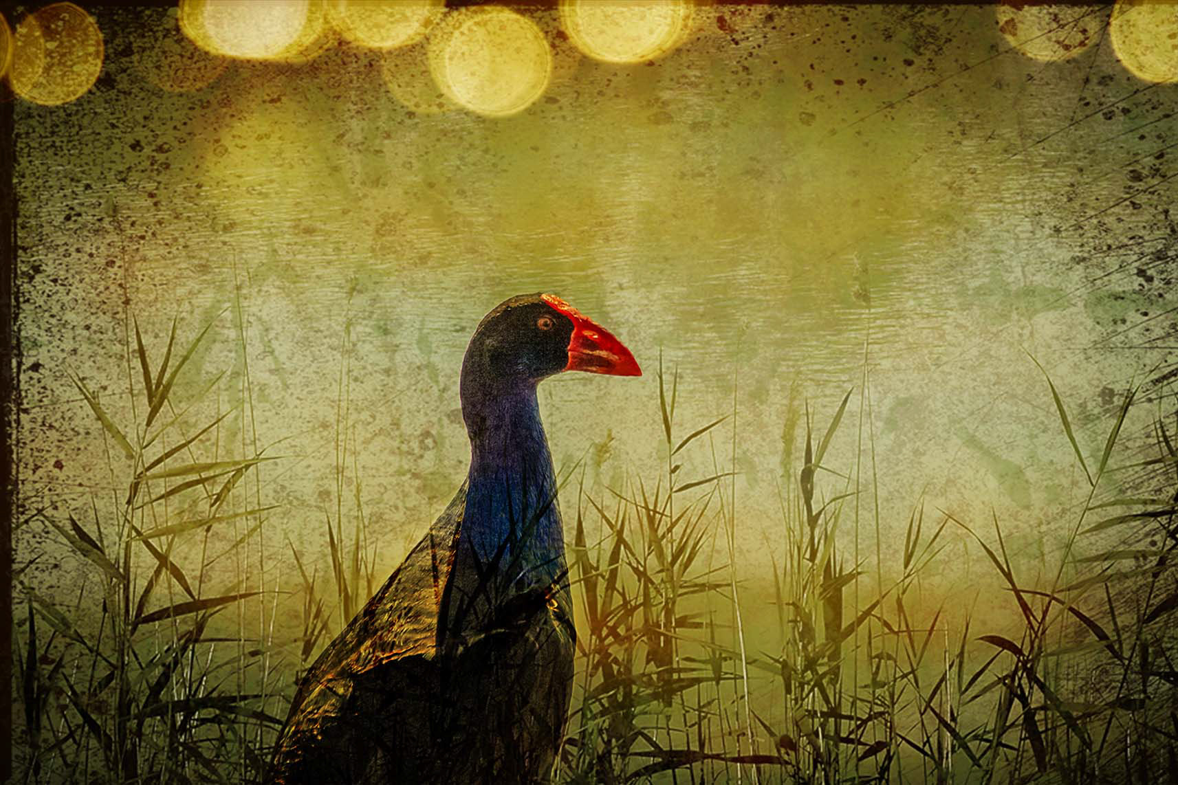 Gallery 4 - Purple Swamp Hen