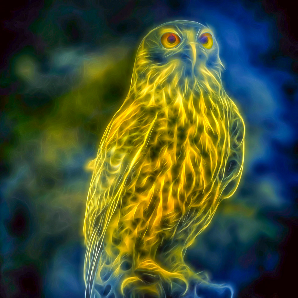 Owl's Overture
